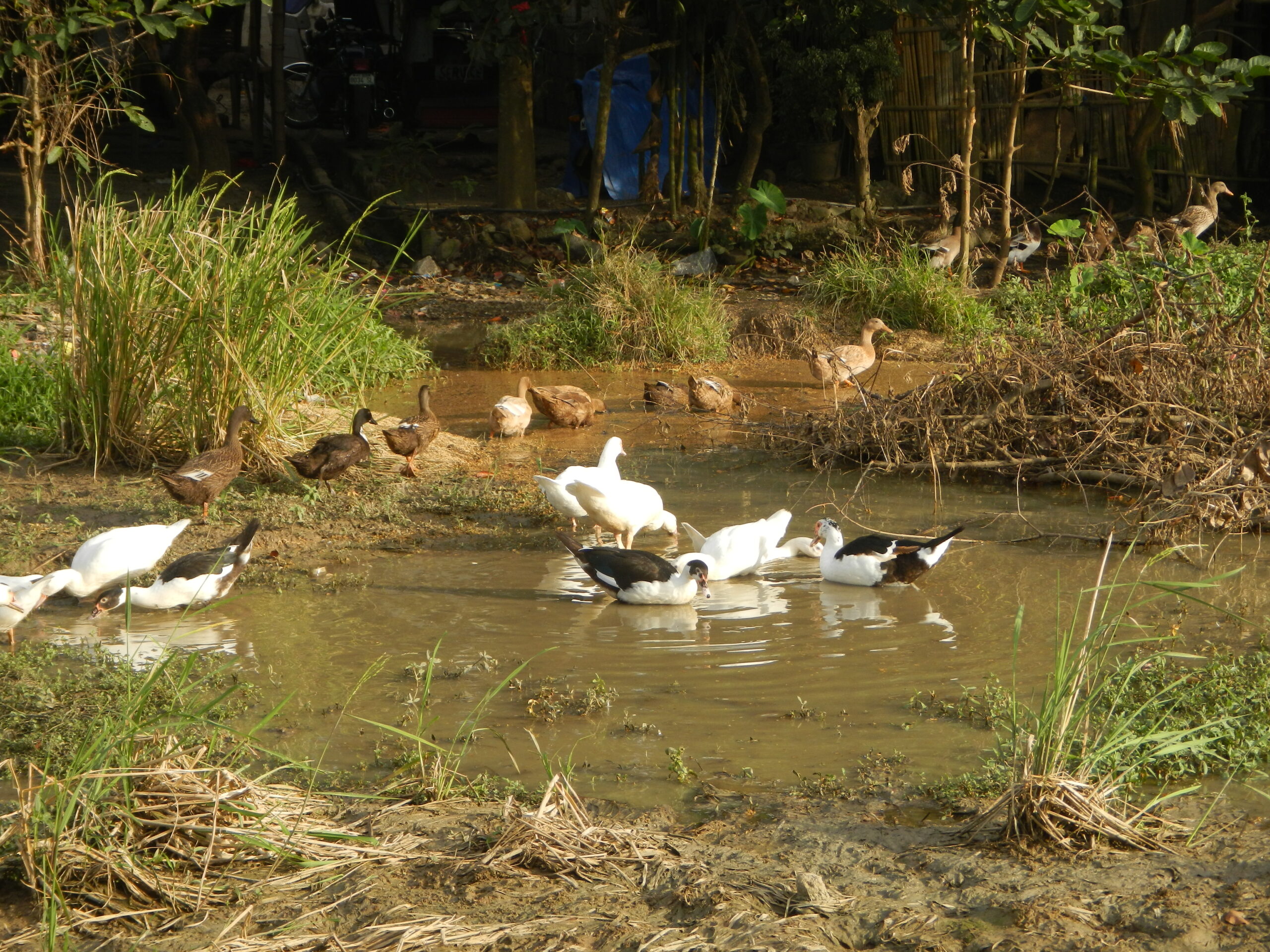 0006jfLandscapes Ducks Grass Roads Maronquillo San Rafael Bulacanfvf 07