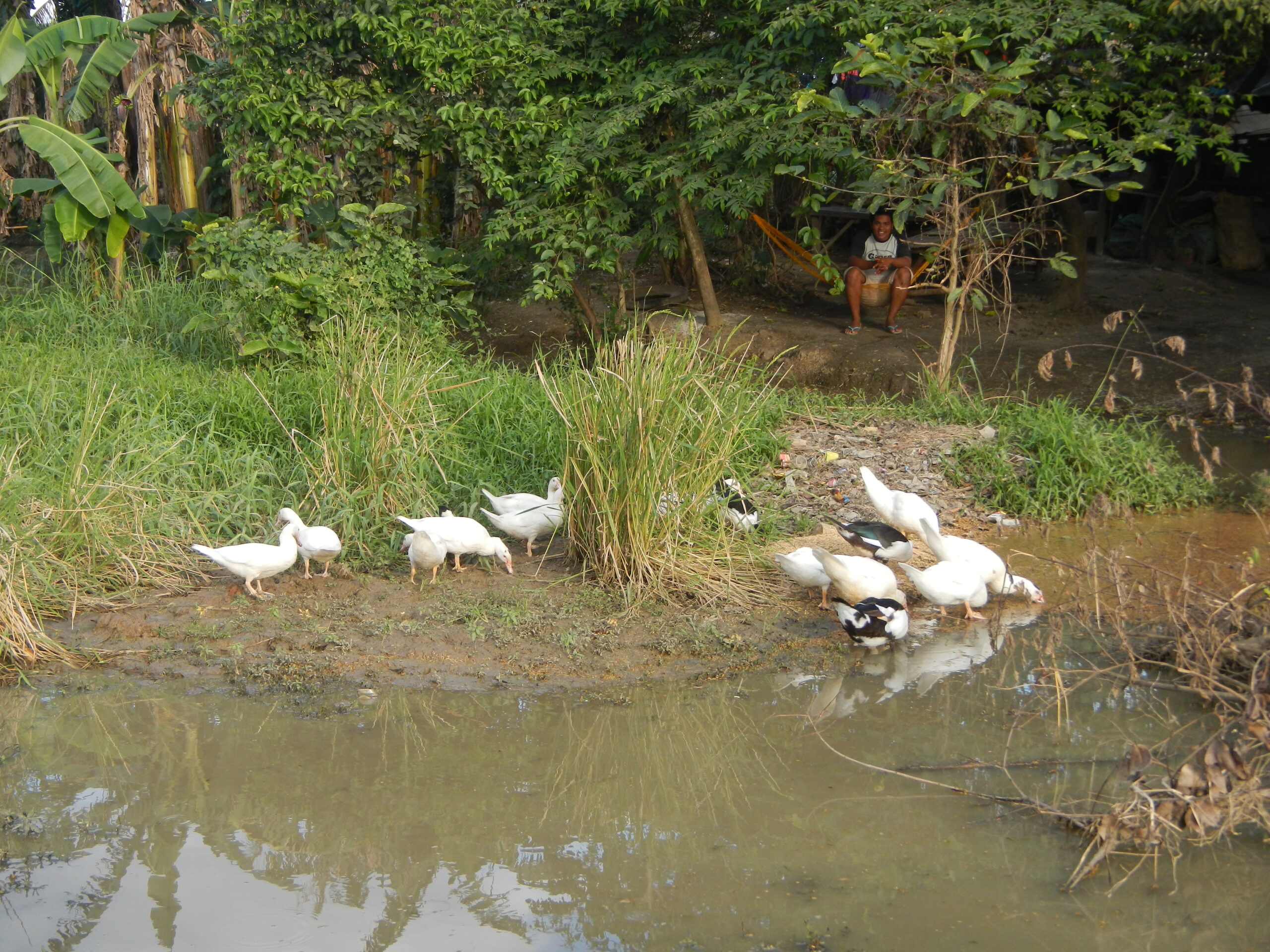 0006jfLandscapes Ducks Grass Roads Maronquillo San Rafael Bulacanfvf 18