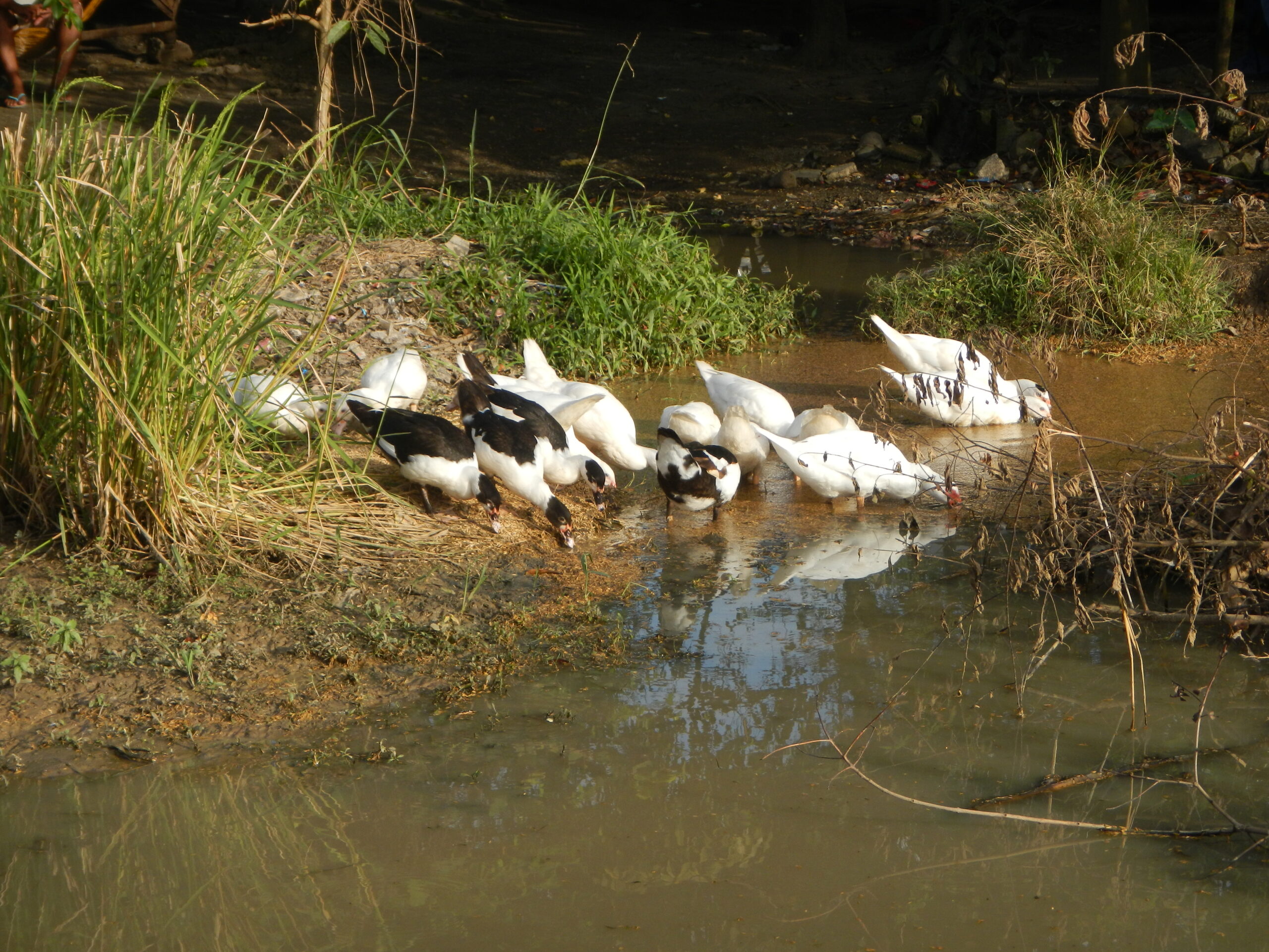 0006jfLandscapes Ducks Grass Roads Maronquillo San Rafael Bulacanfvf 24