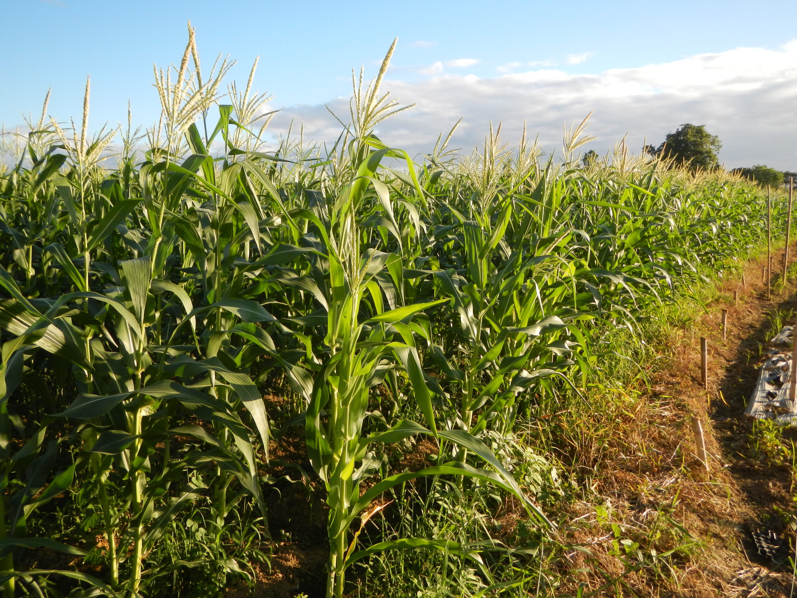 0231jfLandscapes Maronquillo Rice Vegetables Fields San Rafael Bulacanfvf 09
