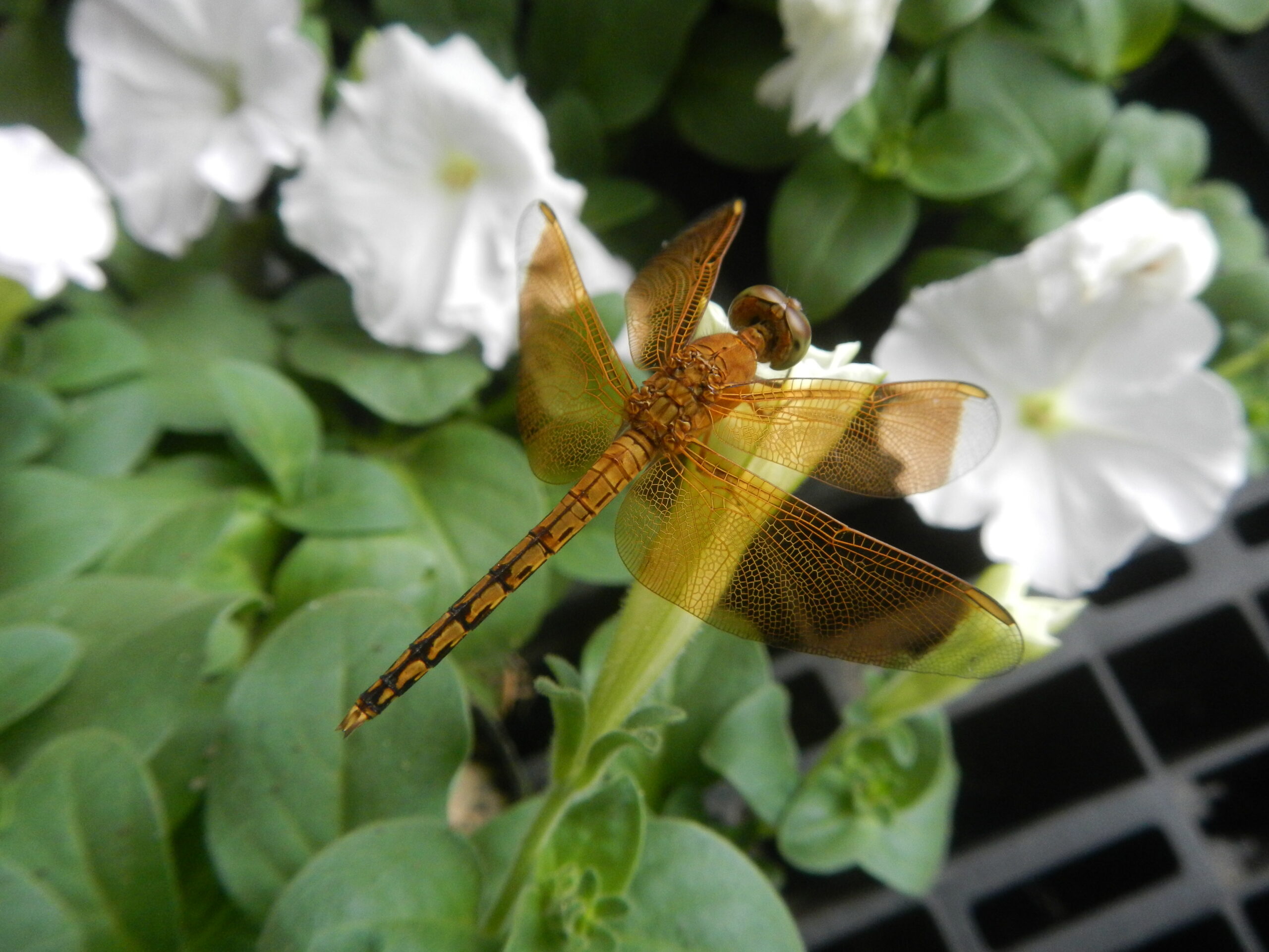 03084jfClose-ups of dragonflies on flowers Philippinesfvf 02