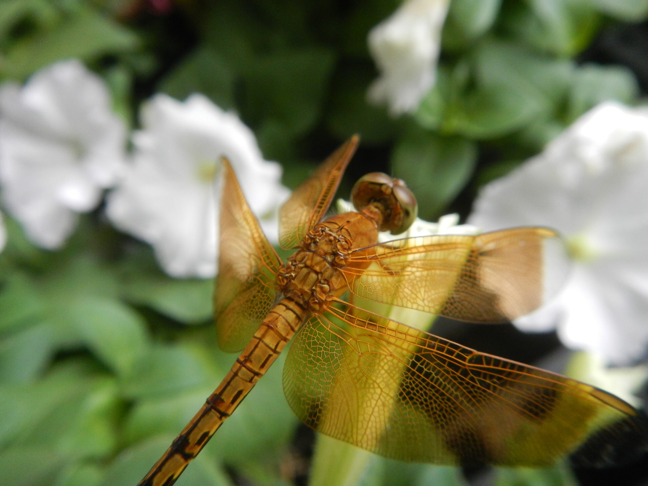 03084jfClose-ups of dragonflies on flowers Philippinesfvf 04