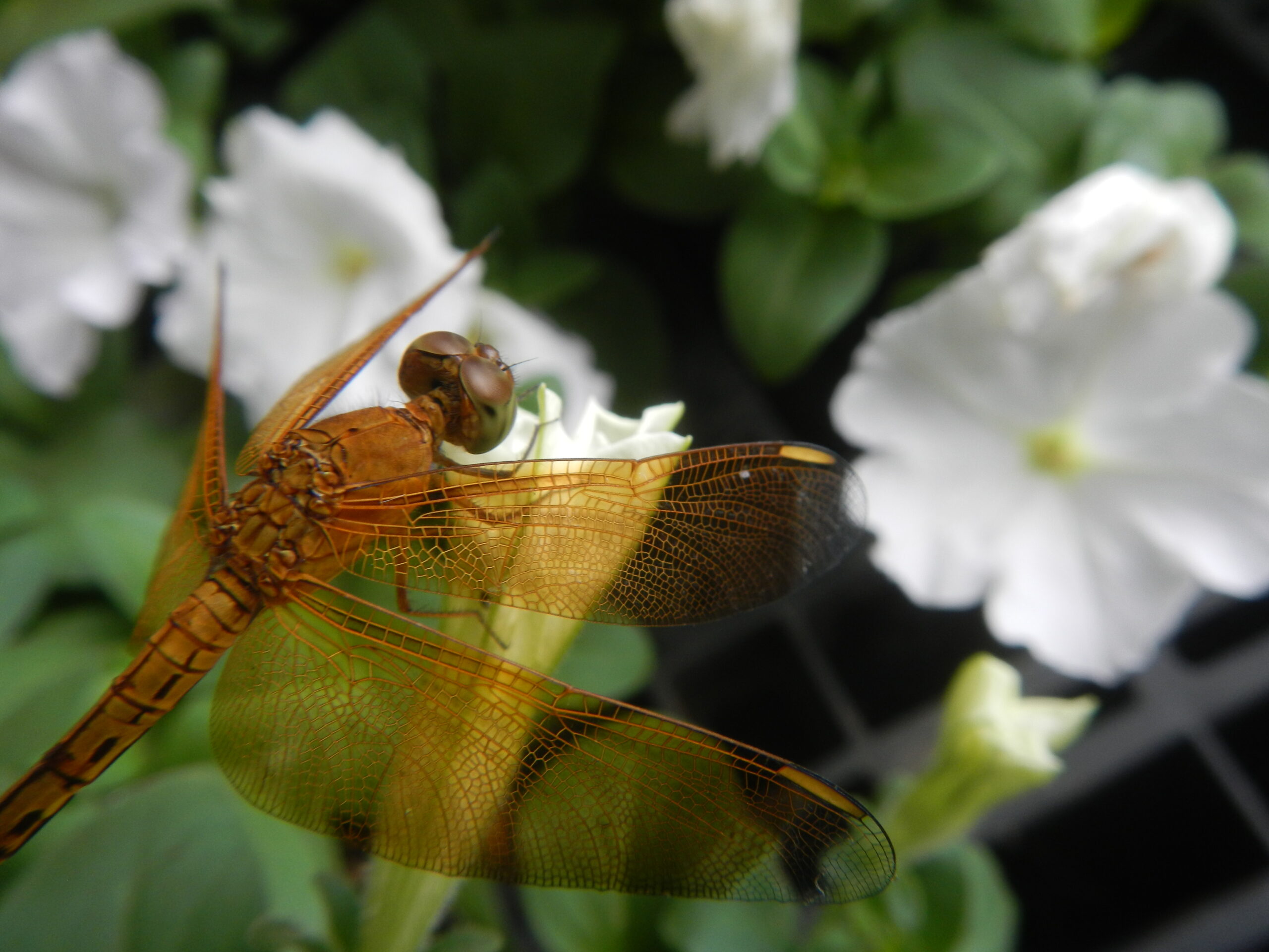 03084jfClose-ups of dragonflies on flowers Philippinesfvf 05
