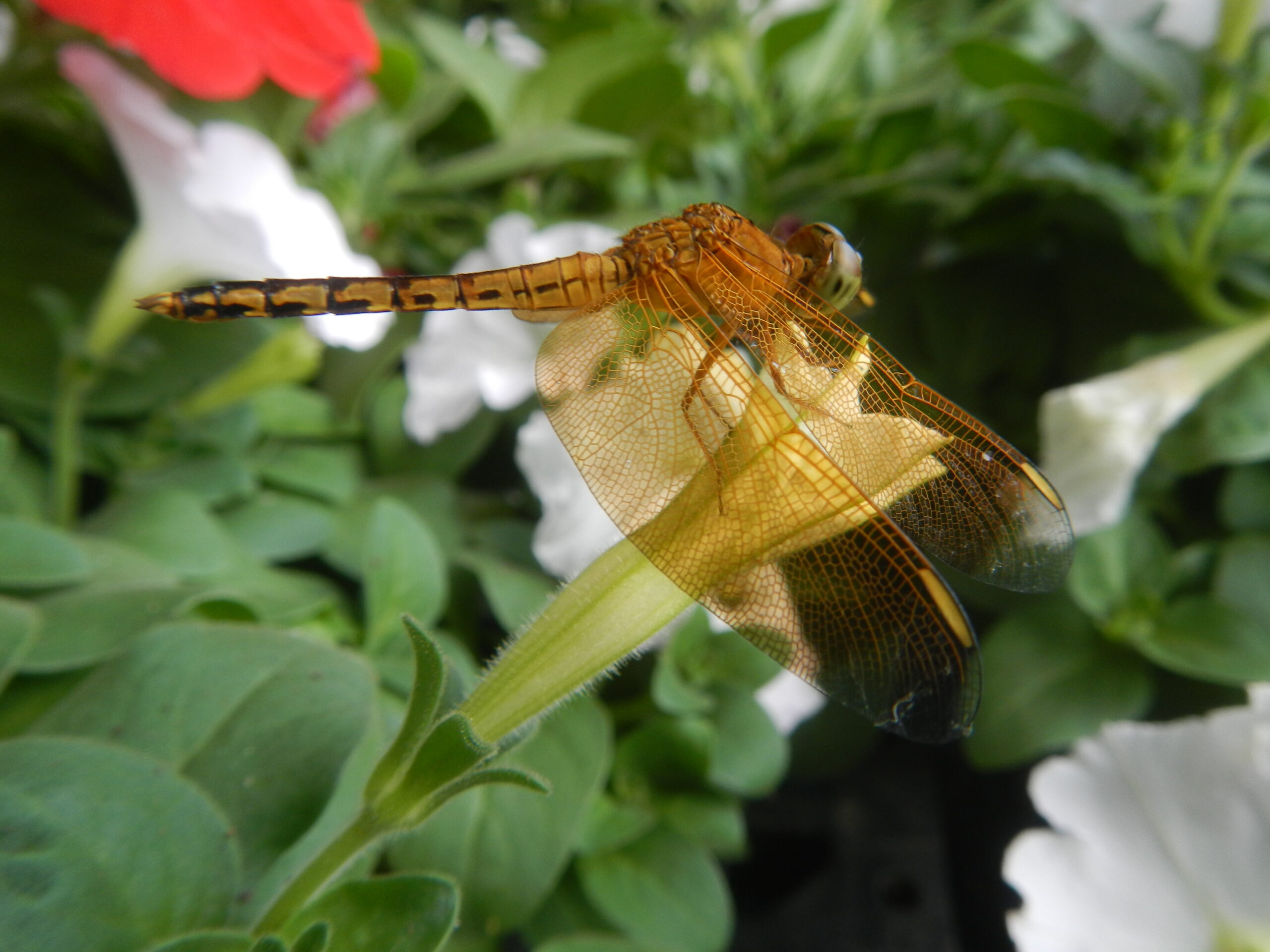 03084jfClose-ups of dragonflies on flowers Philippinesfvf 06