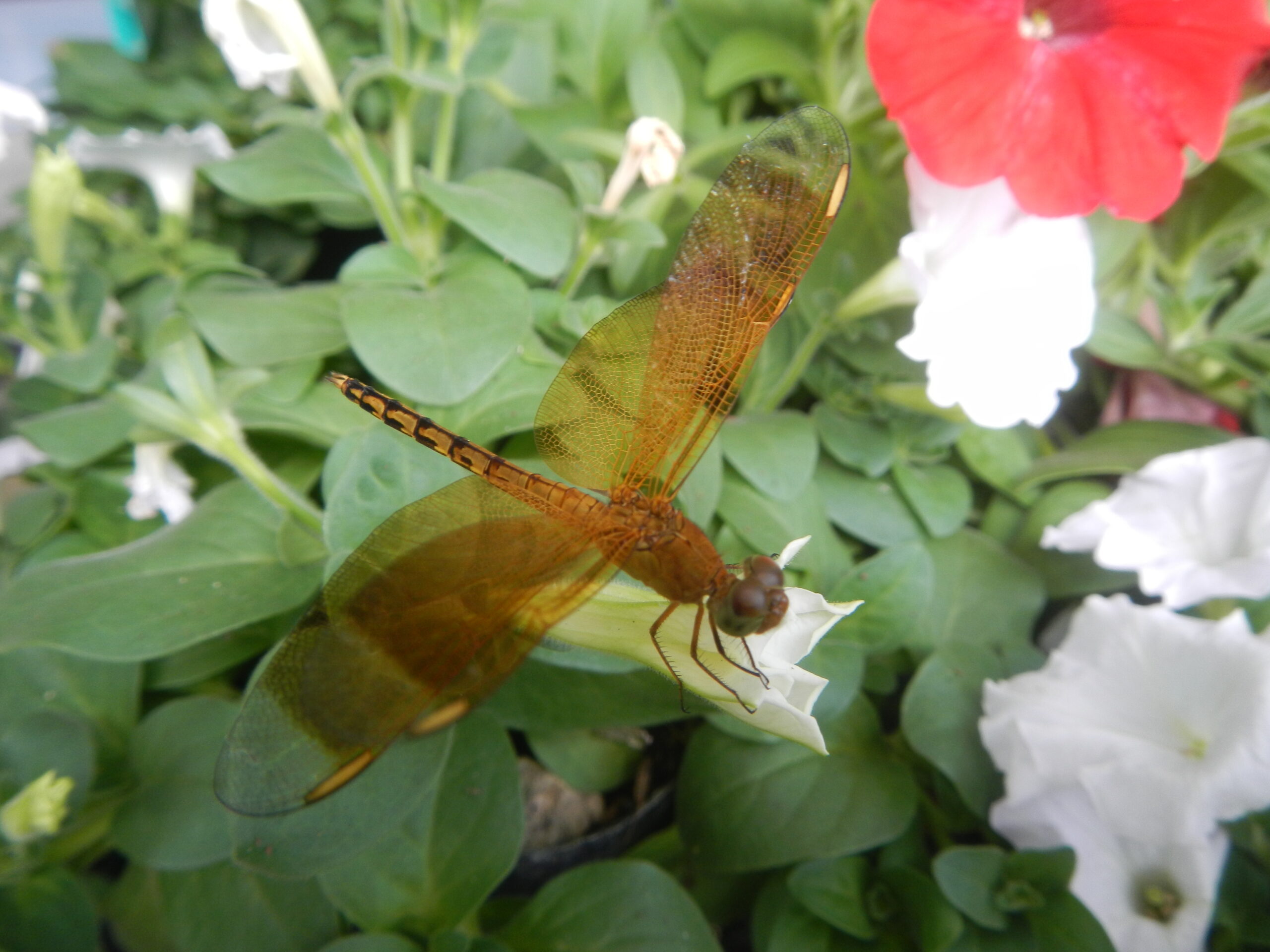 03084jfClose-ups of dragonflies on flowers Philippinesfvf 08
