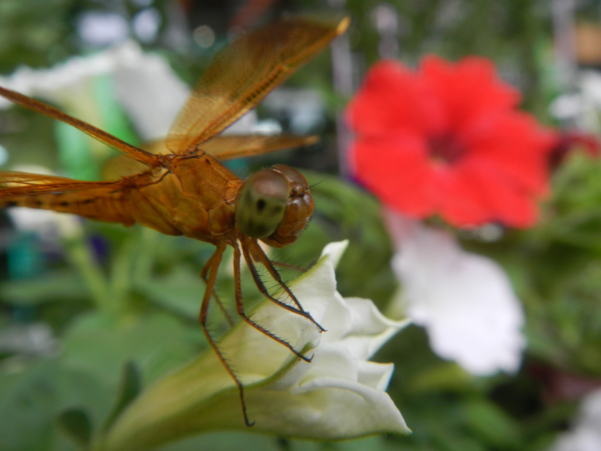 03084jfClose-ups of dragonflies on flowers Philippinesfvf 13