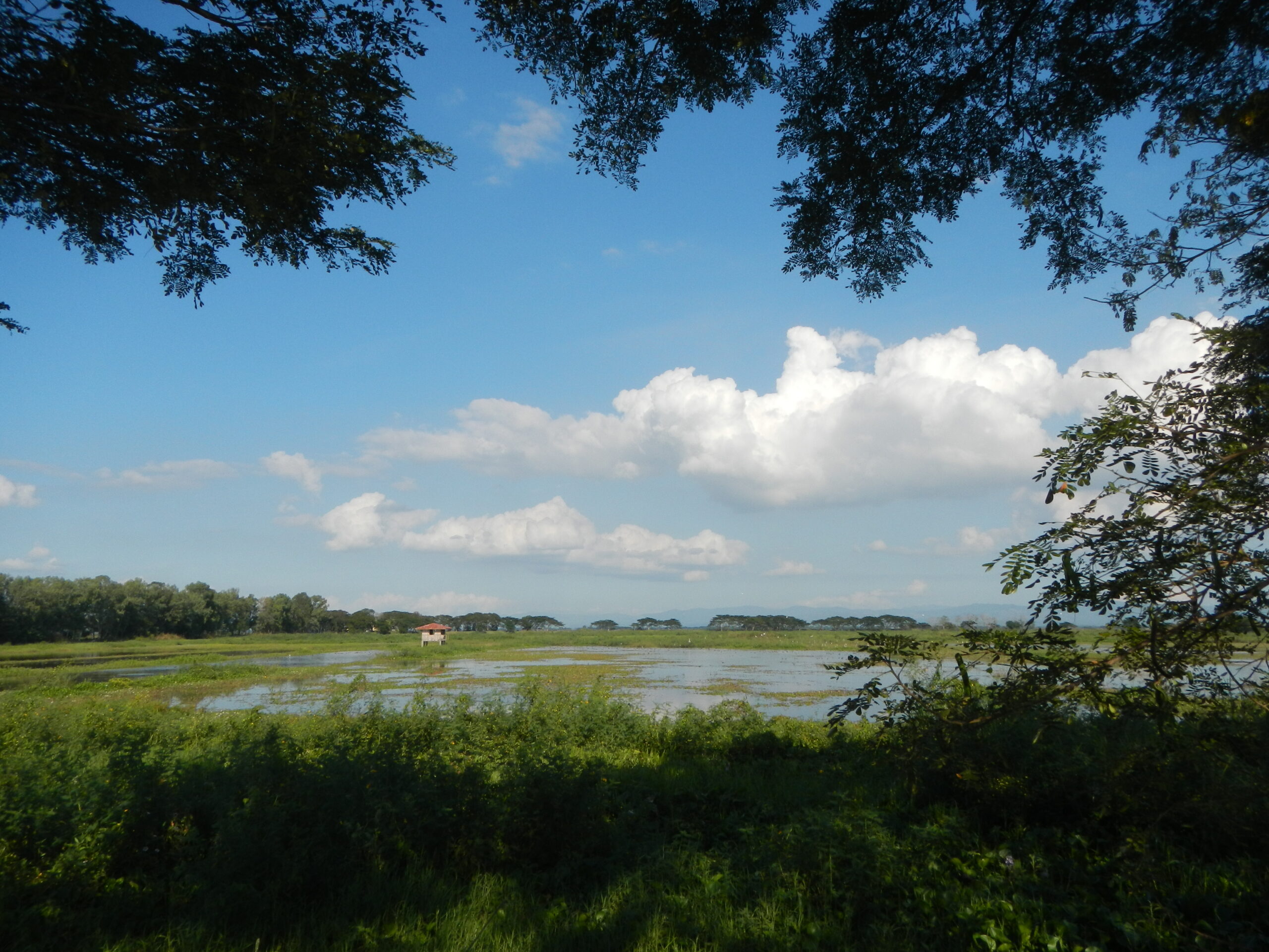 0388jfFields Birds Sanctuary Wetlands Marsh Road Candaba Pampangafvf 10