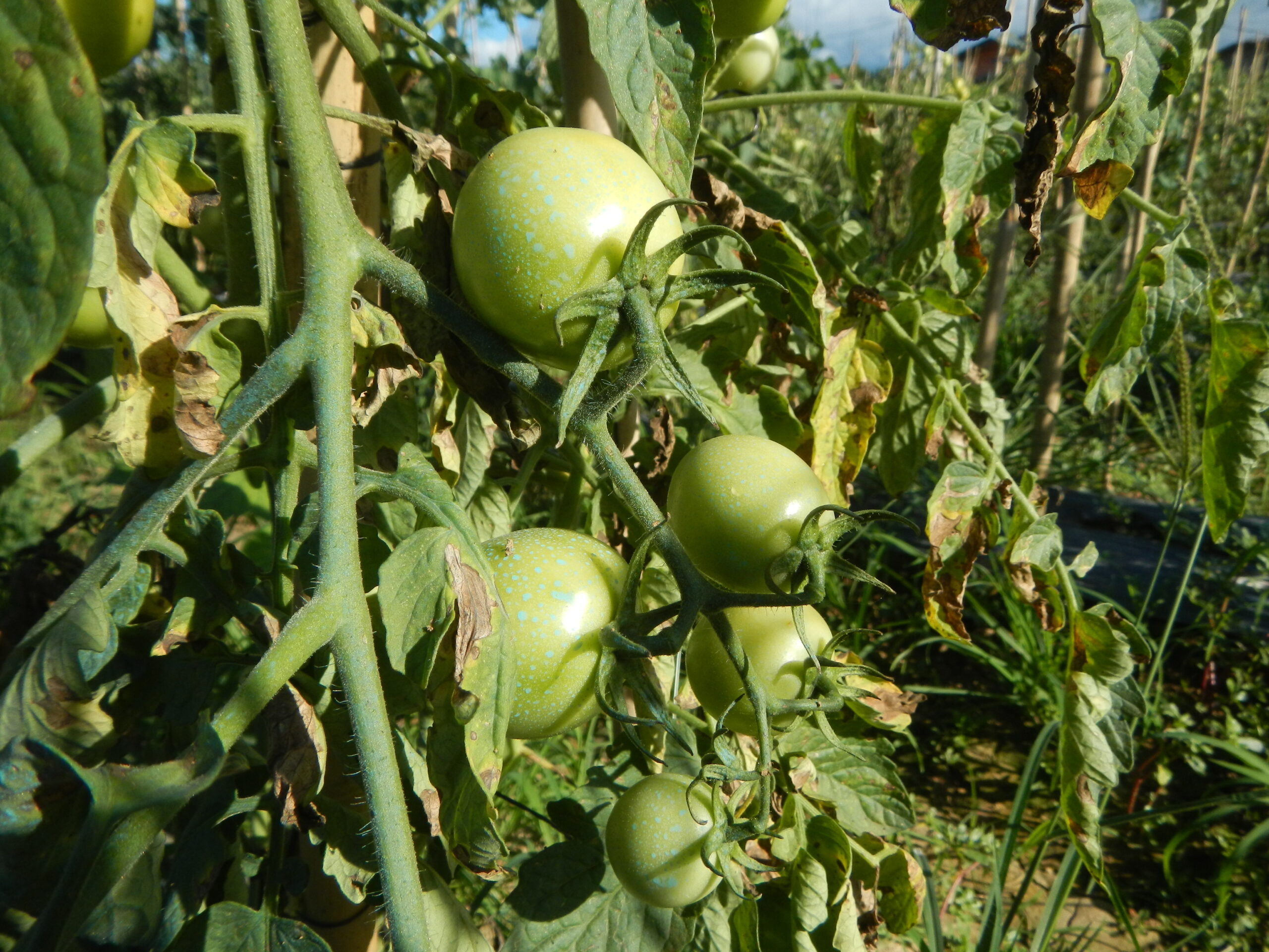 0775jfLandscapes Vegetables Roads Field Binagbag Angat Bulacanfvf 04