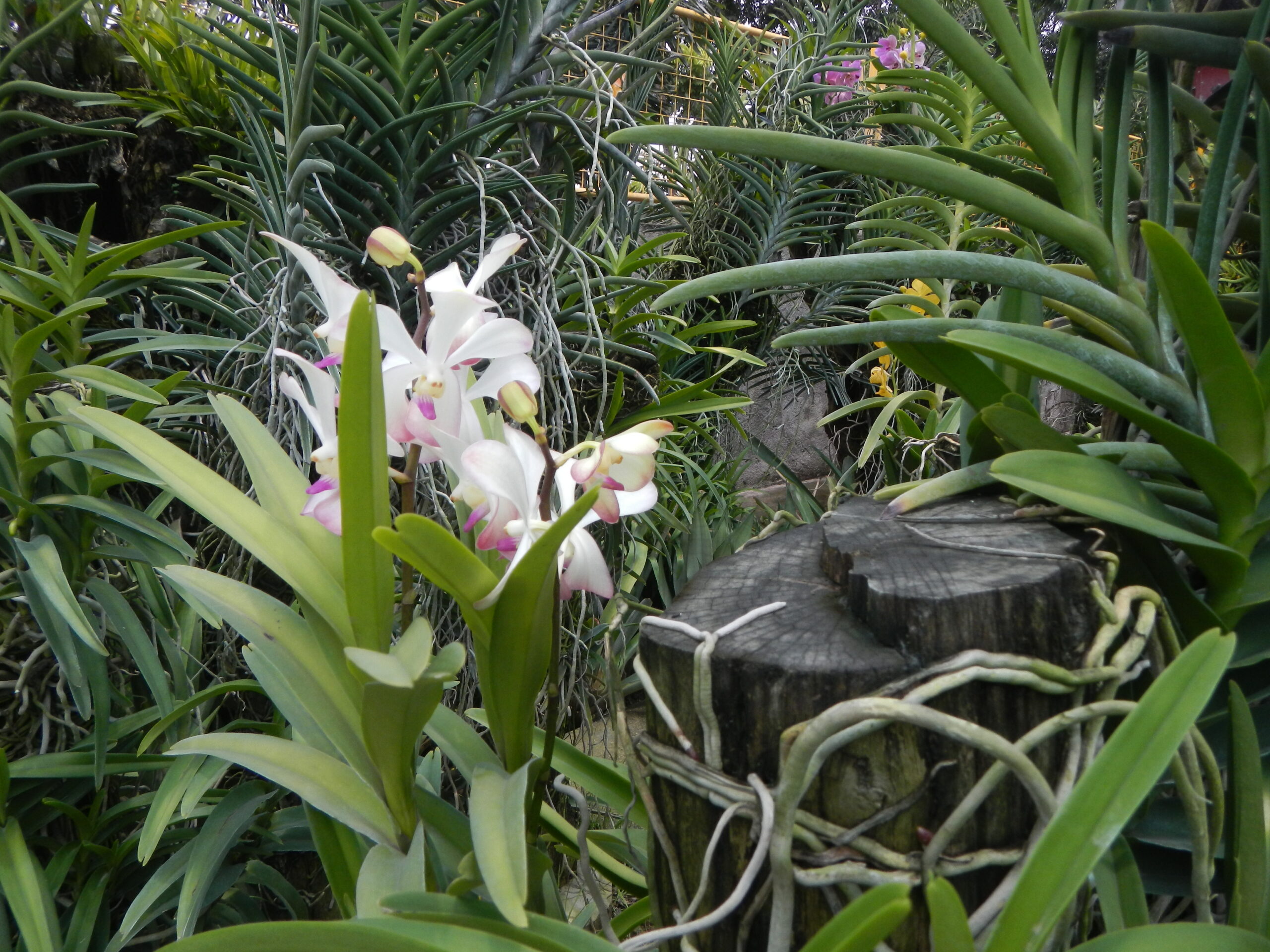 09018jfGolden Bloom Orchids San Rafael Bulacanfvf 11