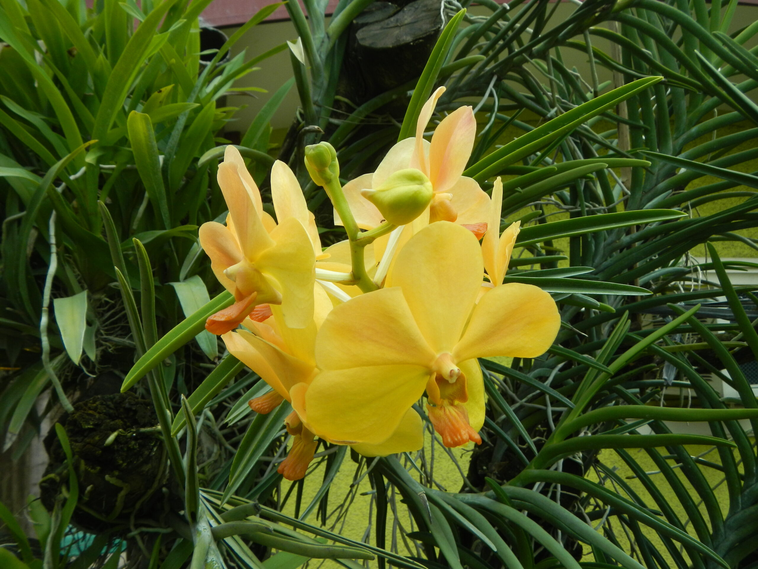 09018jfGolden Bloom Orchids San Rafael Bulacanfvf 19
