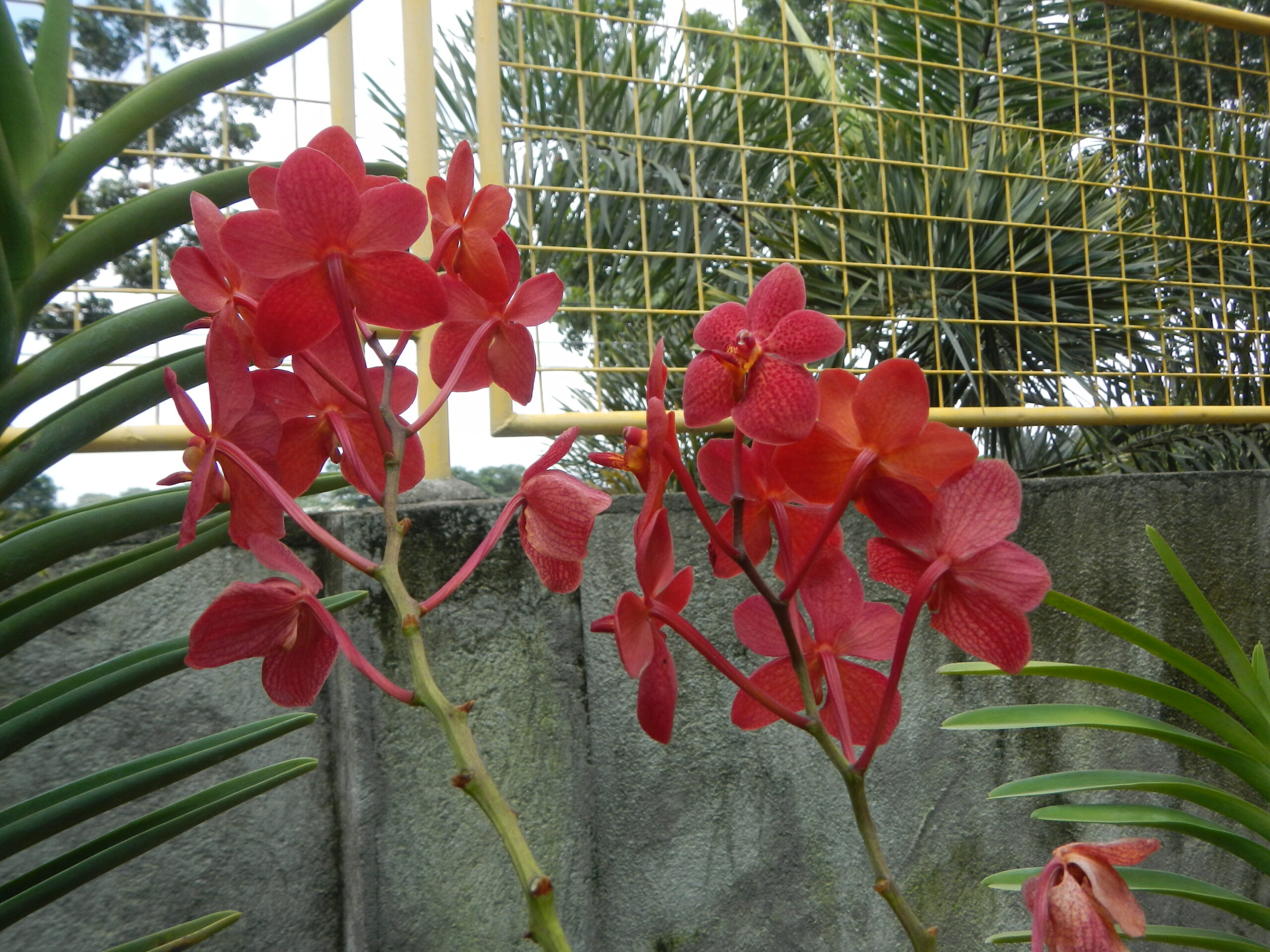 09018jfGolden Bloom Orchids San Rafael Bulacanfvf 20