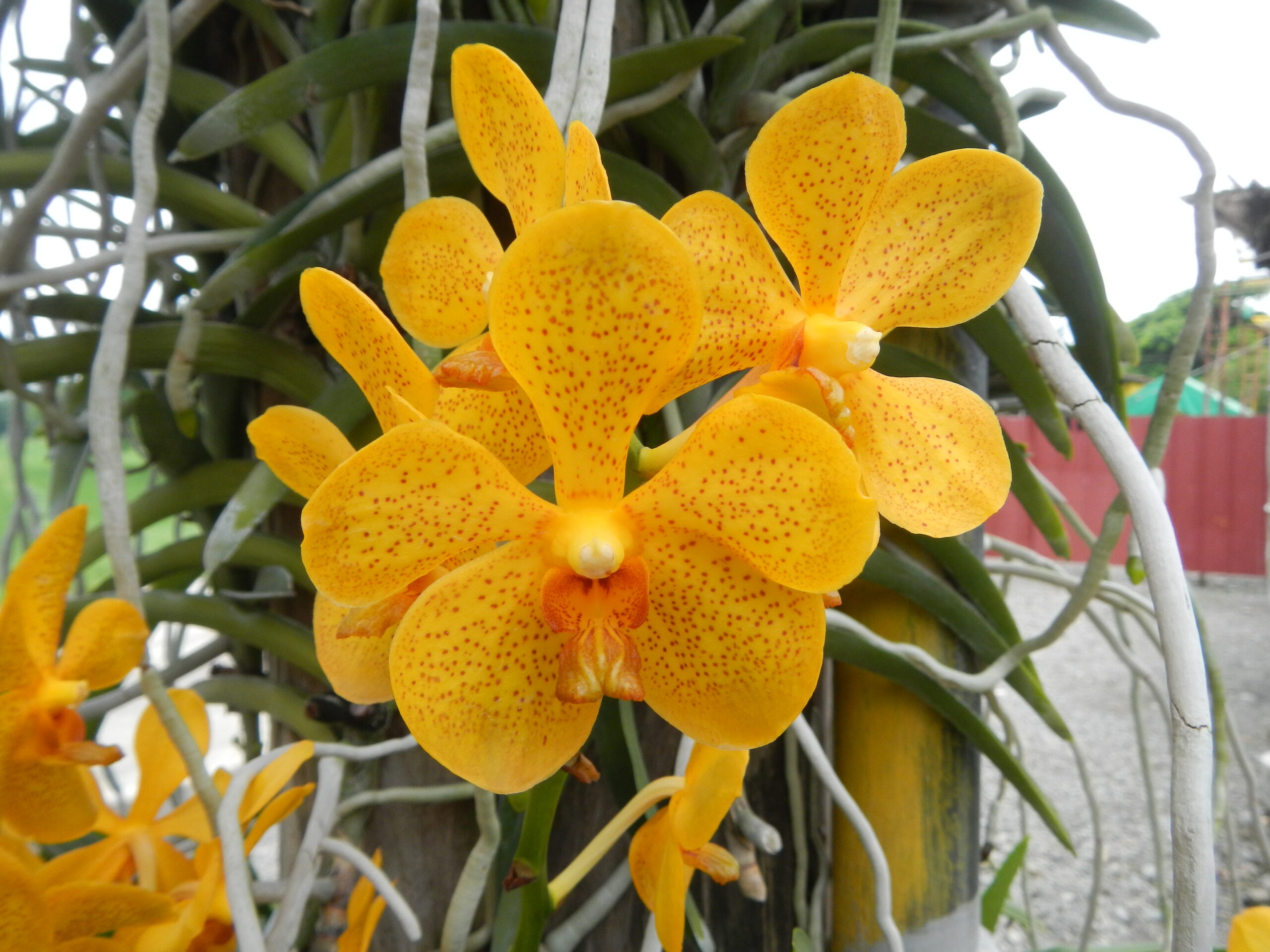 09018jfGolden Bloom Orchids San Rafael Bulacanfvf 41