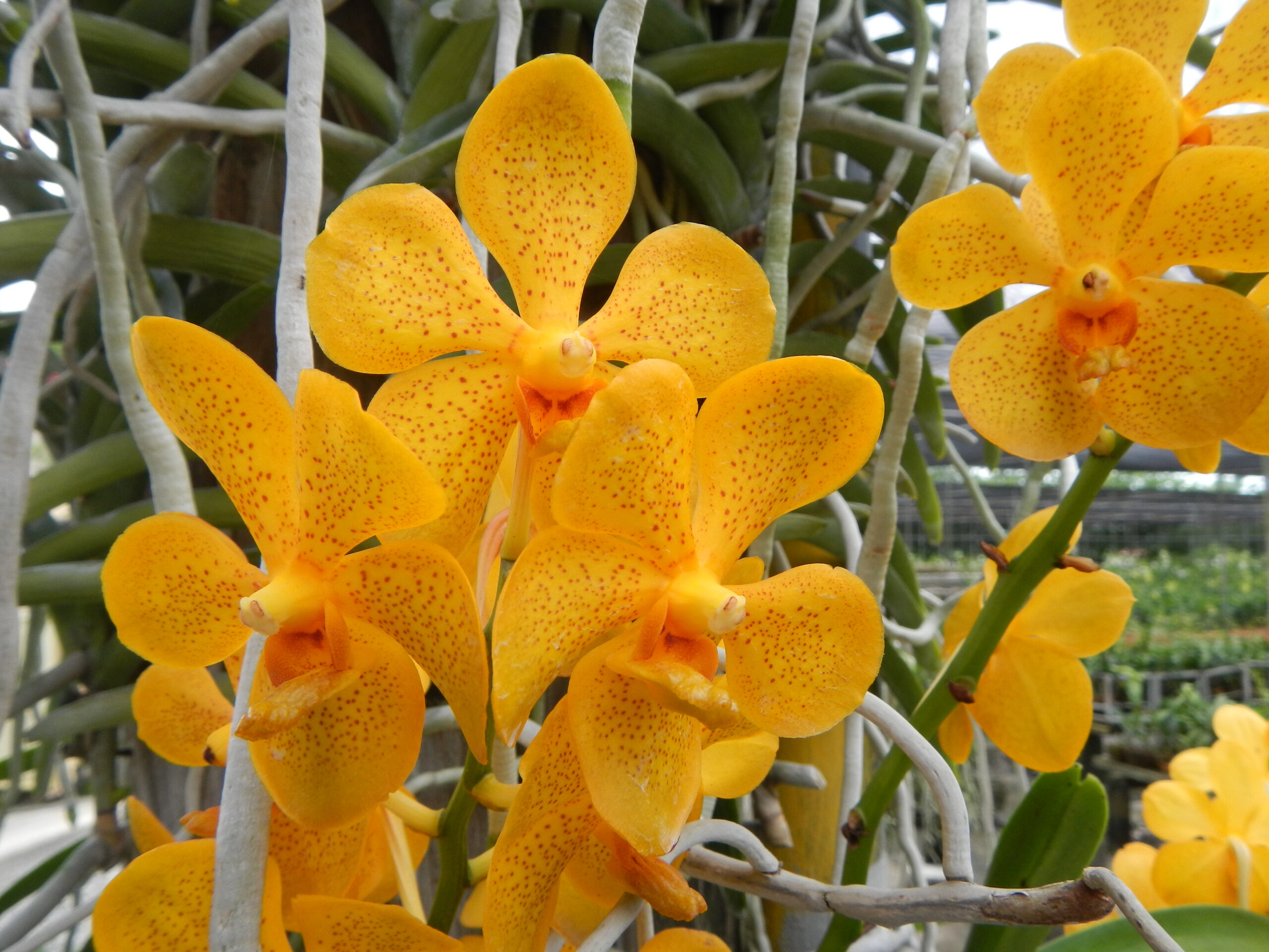 09018jfGolden Bloom Orchids San Rafael Bulacanfvf 43