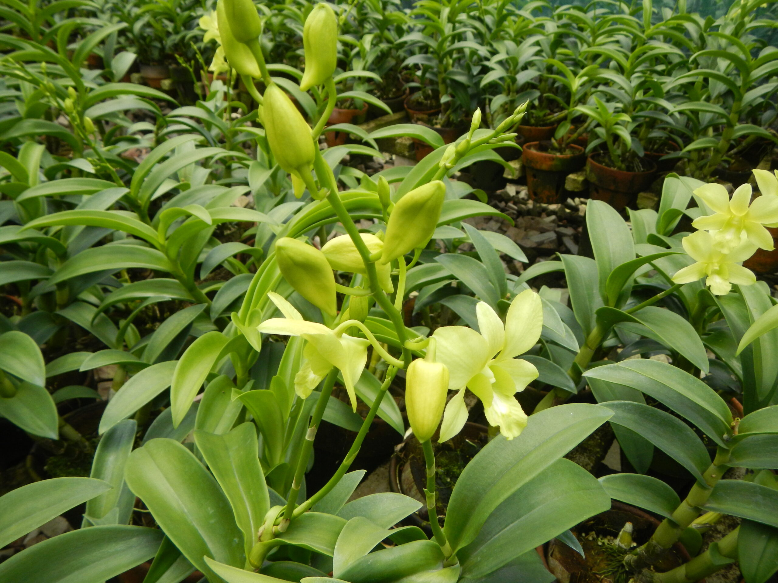 09066jfGolden Bloom Orchids Farm San Rafael Bulacanfvf 28
