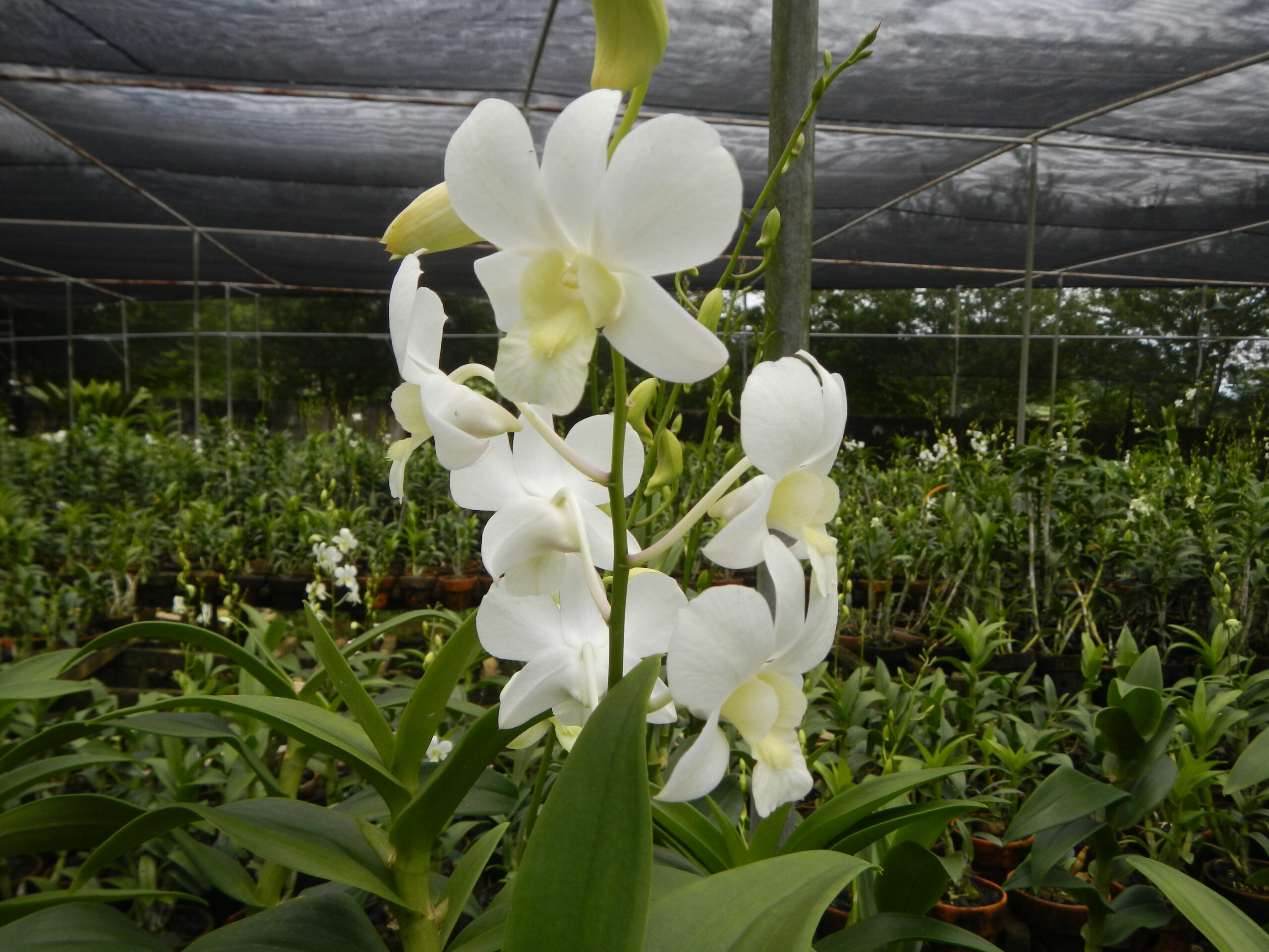 09111jfGolden Bloom Orchids Farm Roads San Rafael Bulacanfvf 11