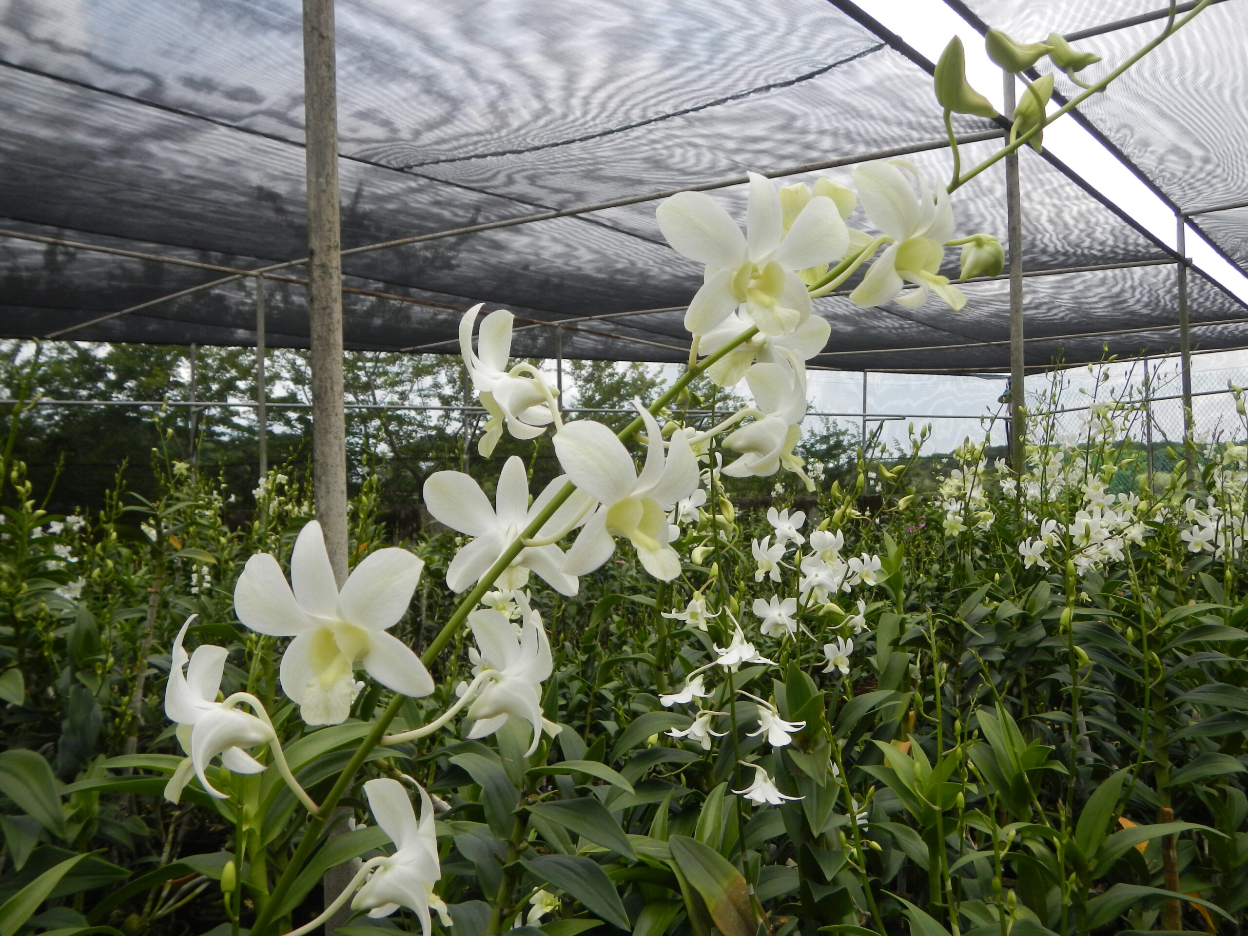 09111jfGolden Bloom Orchids Farm Roads San Rafael Bulacanfvf 23