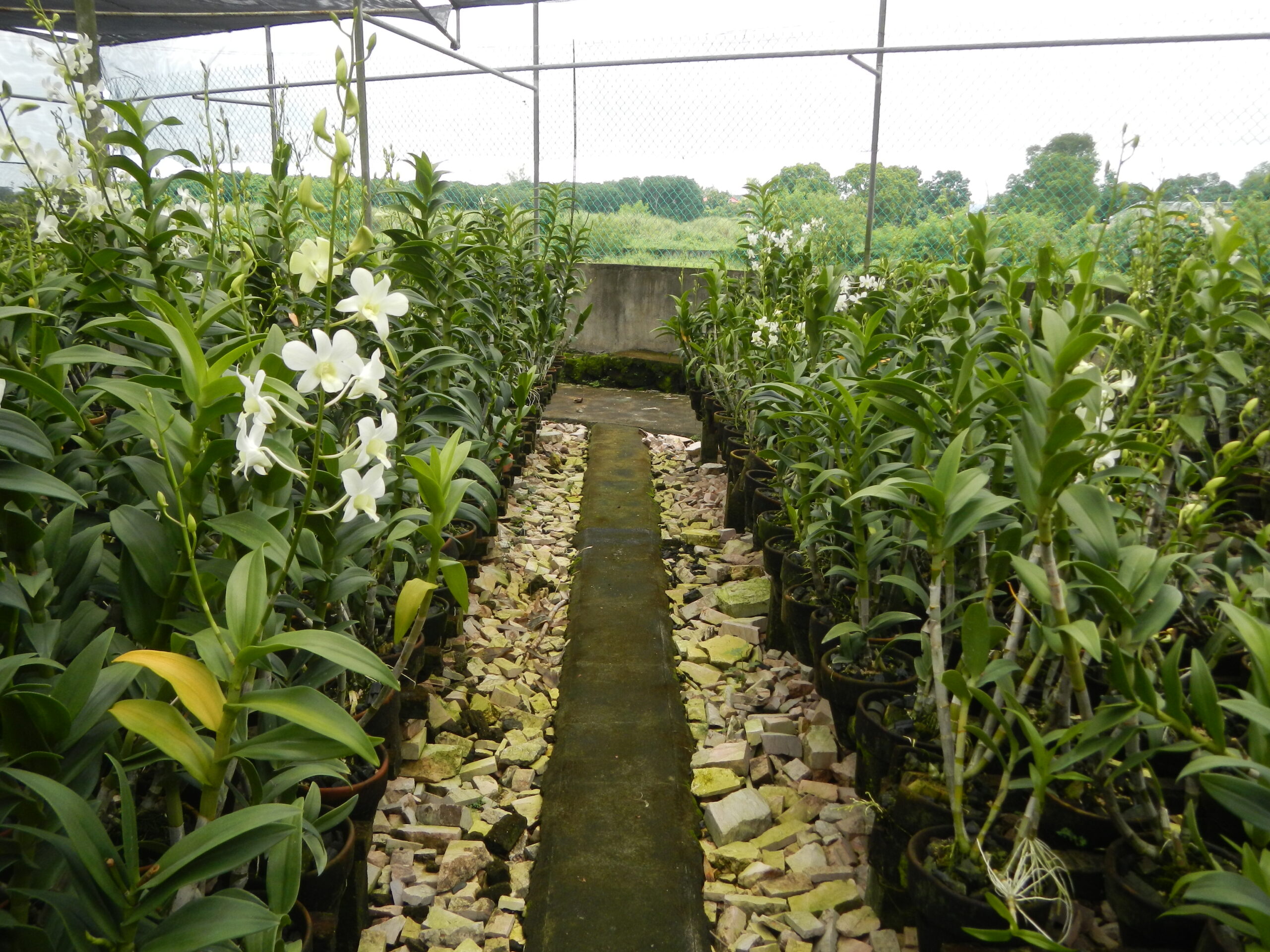 09111jfGolden Bloom Orchids Farm Roads San Rafael Bulacanfvf 28