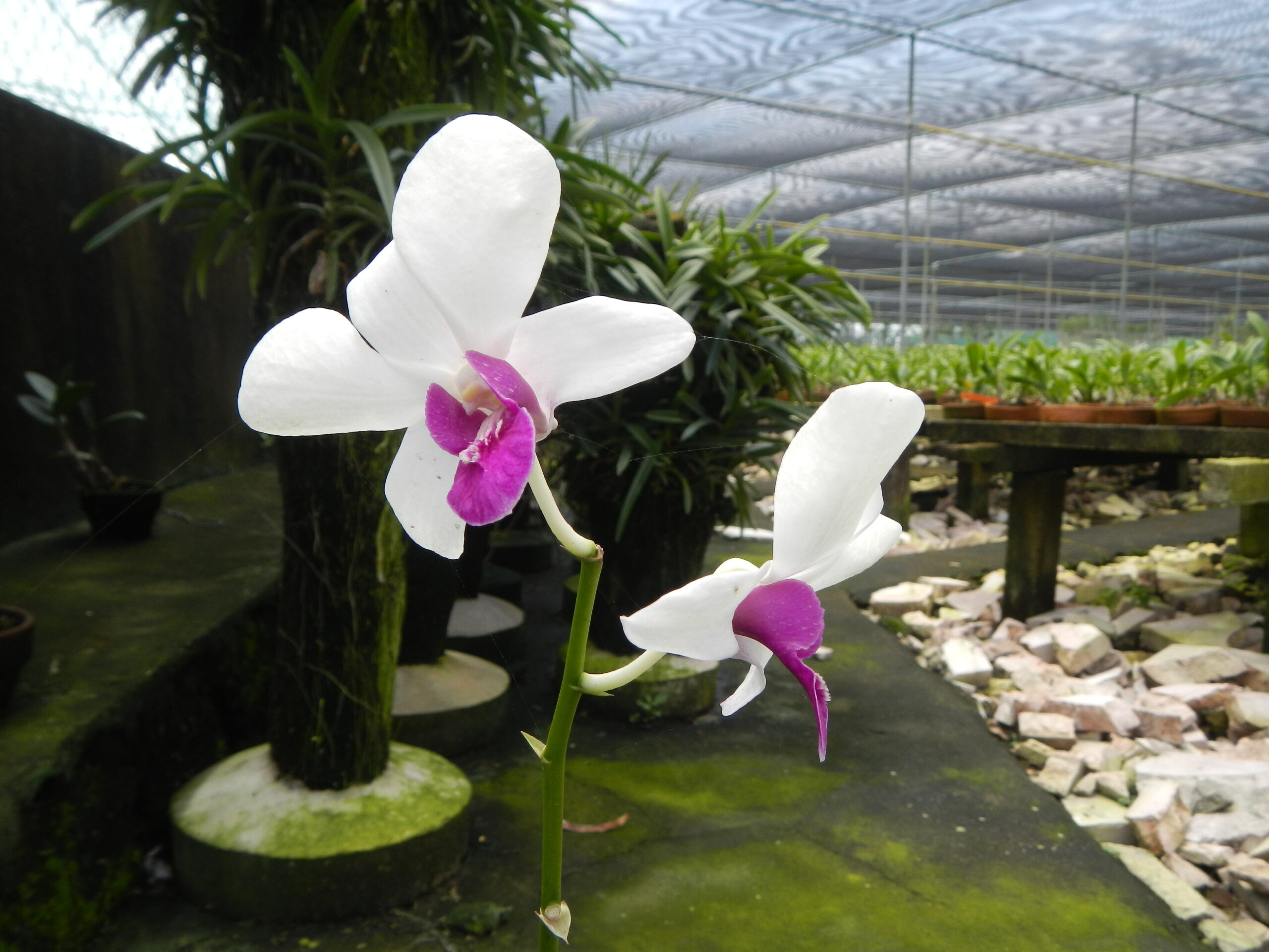 09156jfGolden Bloom Orchids Farms San Rafael Bulacanfvf 39
