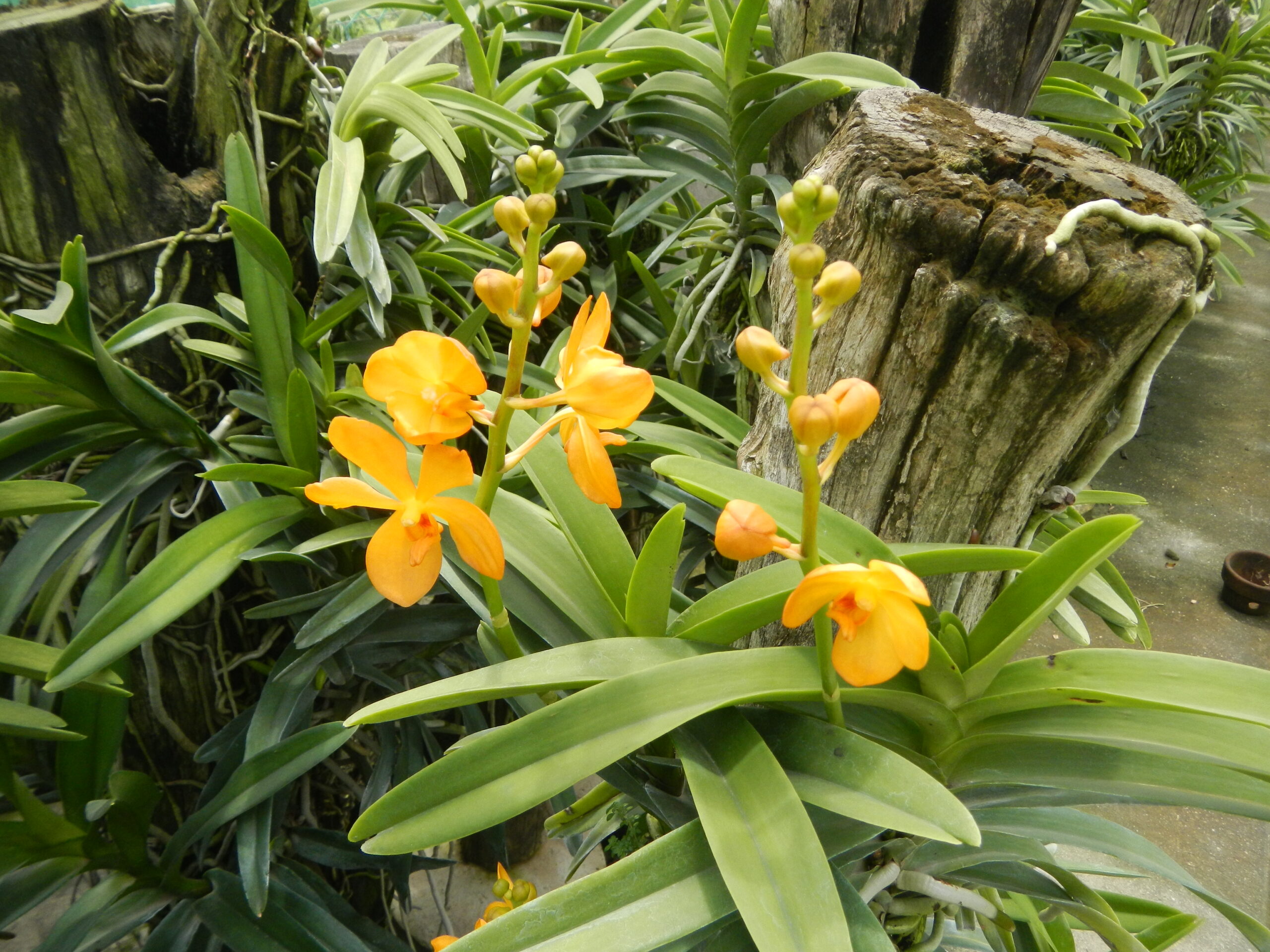 09201jfGolden Bloom Orchids Fields San Rafael Bulacanfvf 34