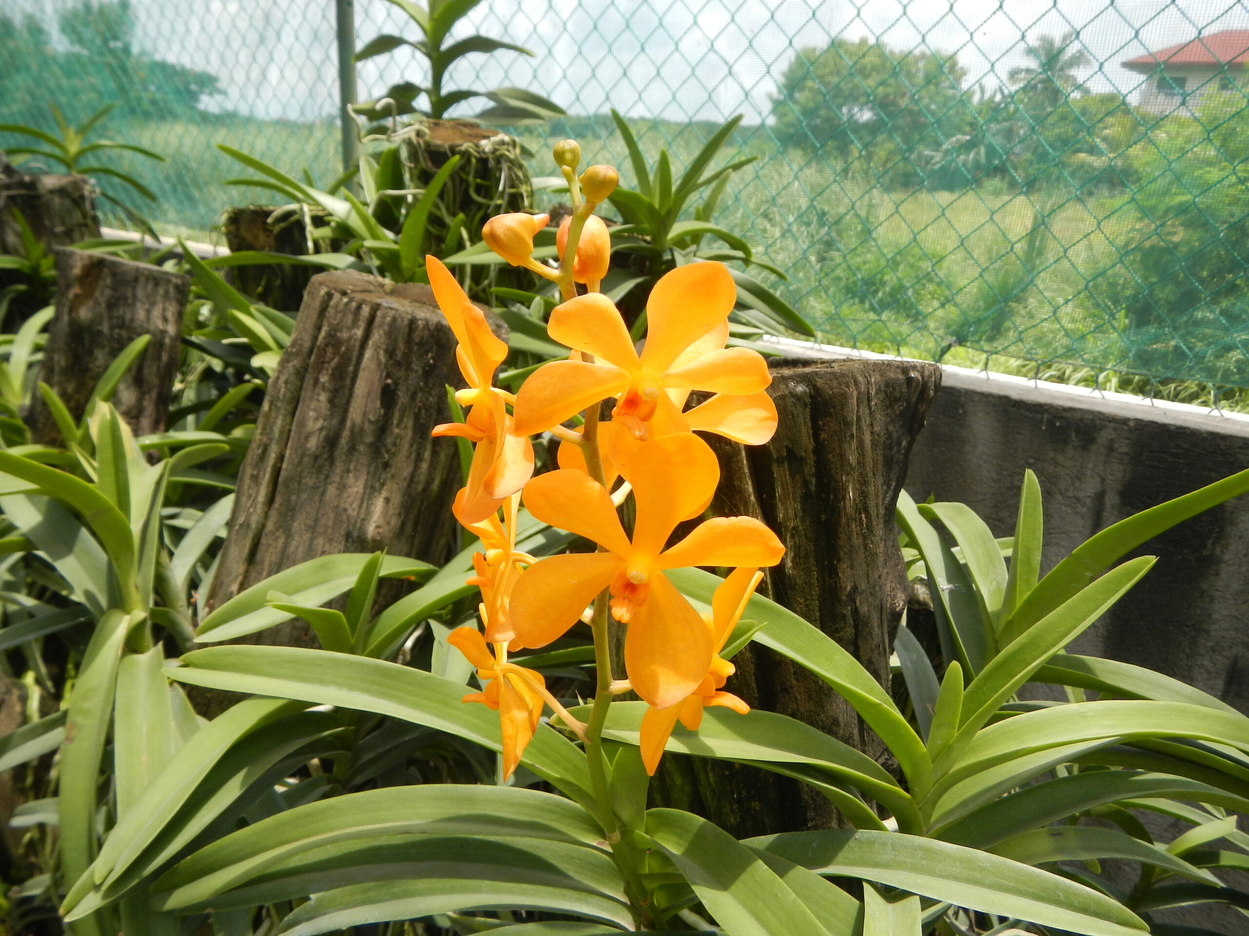 09201jfGolden Bloom Orchids Fields San Rafael Bulacanfvf 44