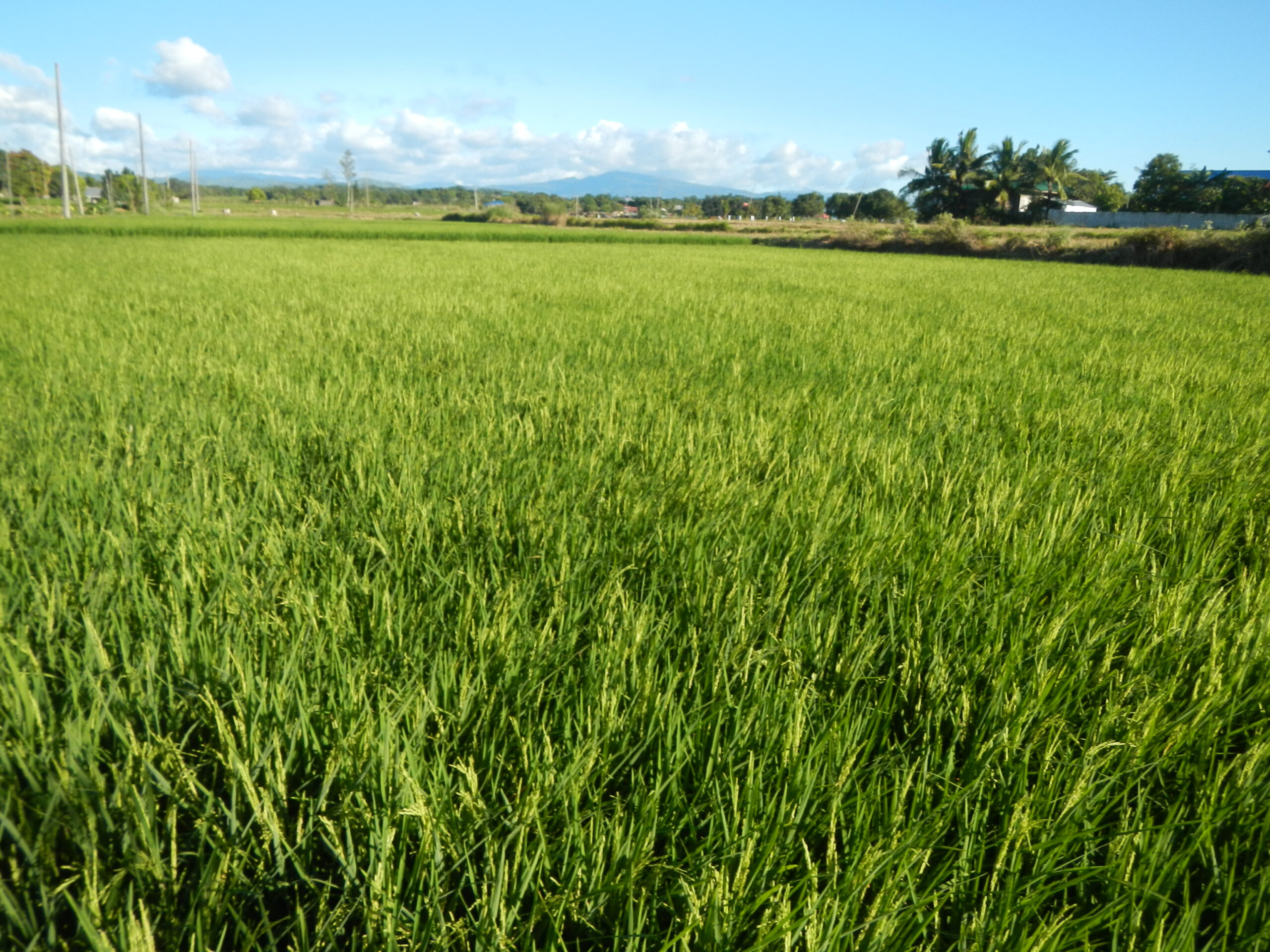 0922jfLandscapes Vegetables Roads Field Binagbag Angat Bulacanfvf 09