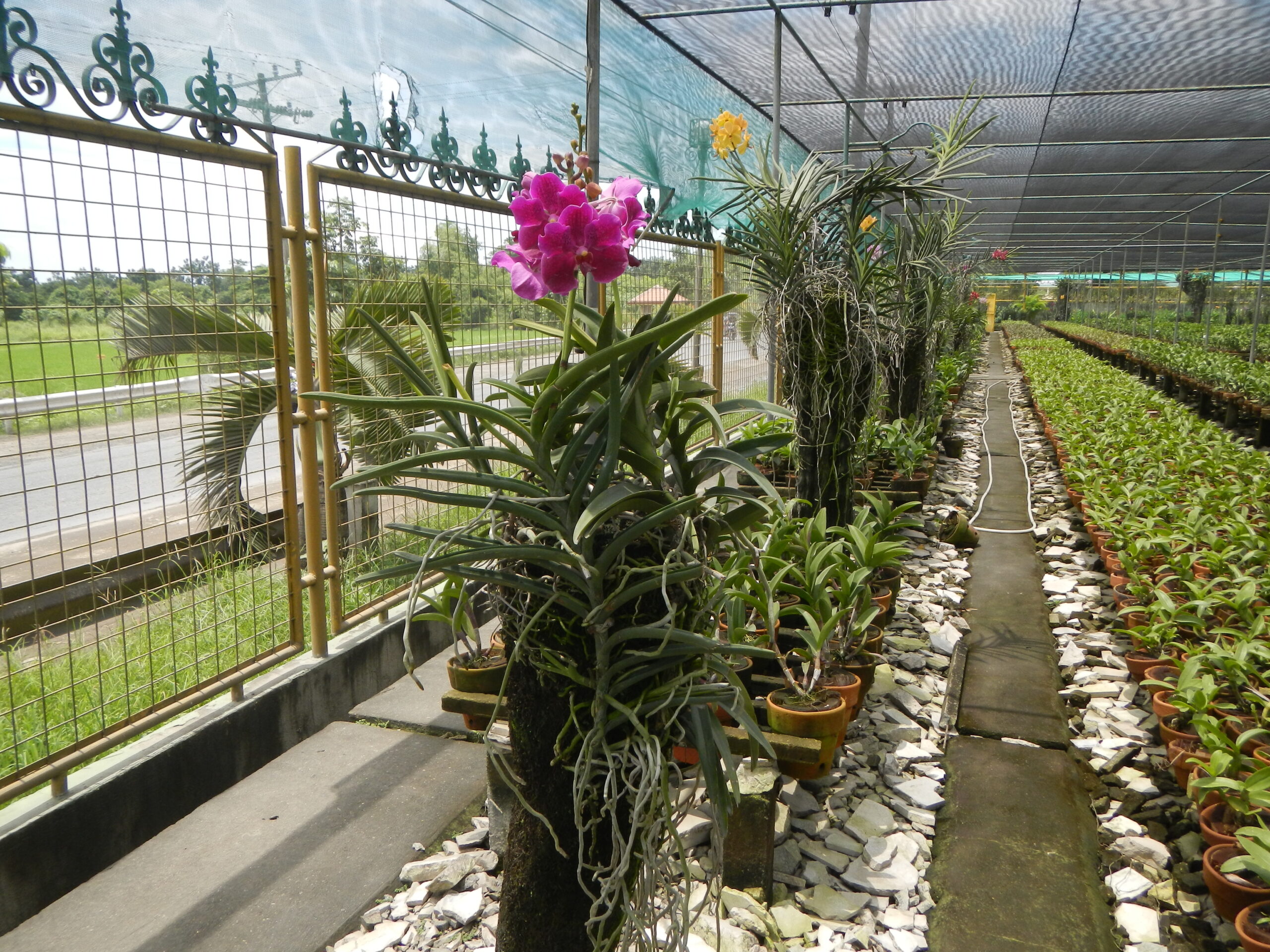 09246jfGolden Bloom Orchids Fields Views San Rafael Bulacanfvf 16