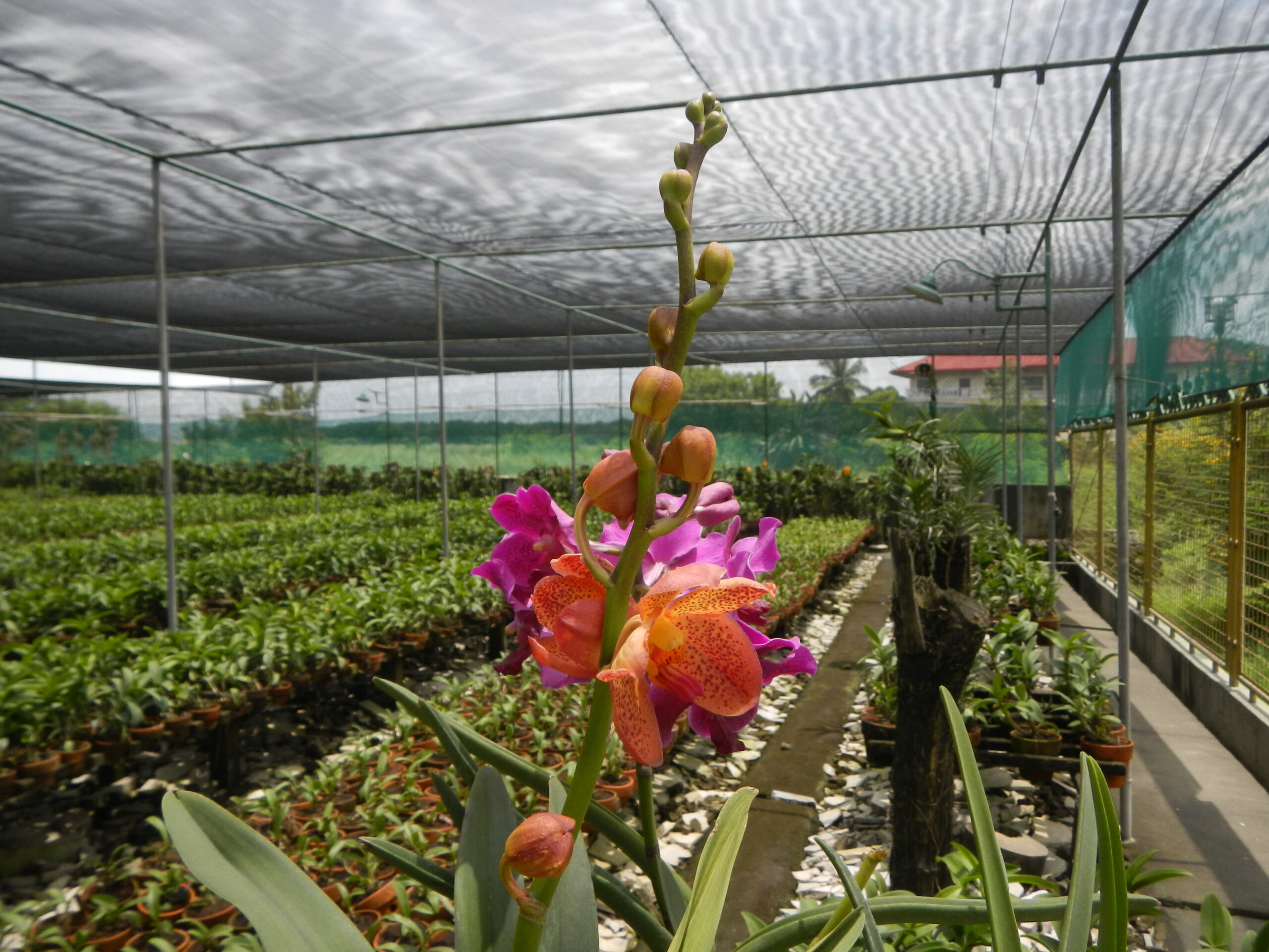 09246jfGolden Bloom Orchids Fields Views San Rafael Bulacanfvf 21