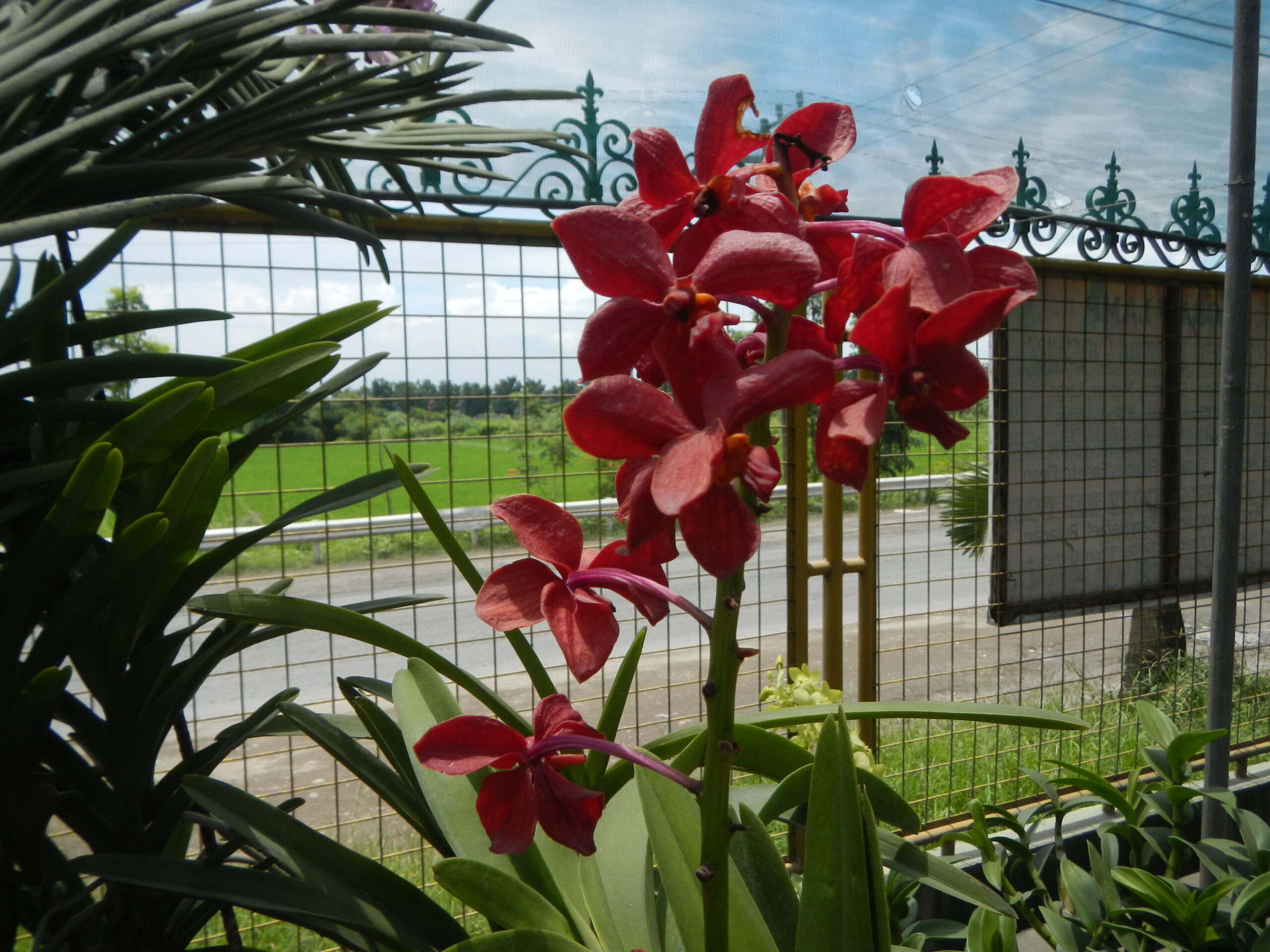 09246jfGolden Bloom Orchids Fields Views San Rafael Bulacanfvf 31