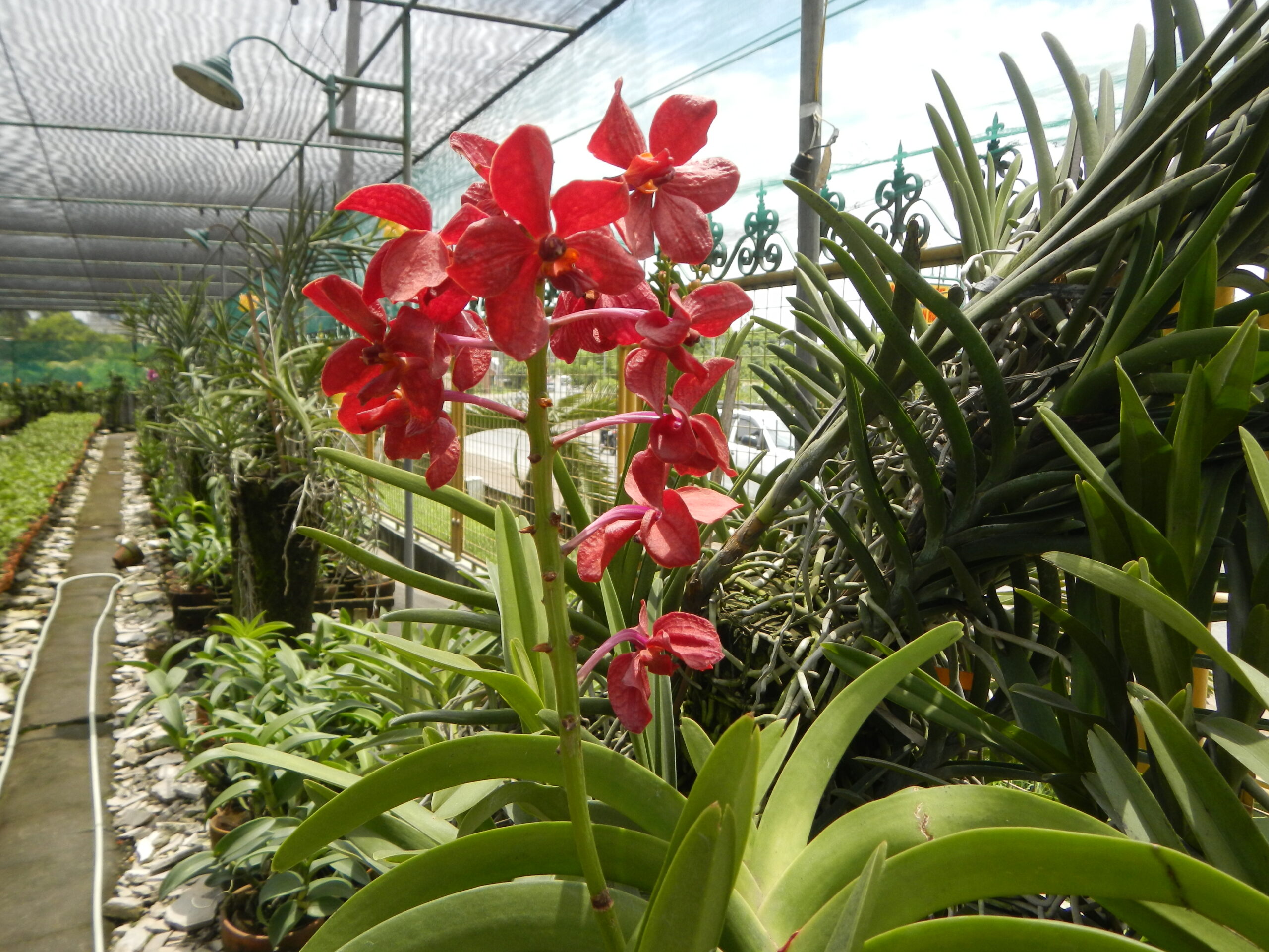 09246jfGolden Bloom Orchids Fields Views San Rafael Bulacanfvf 32