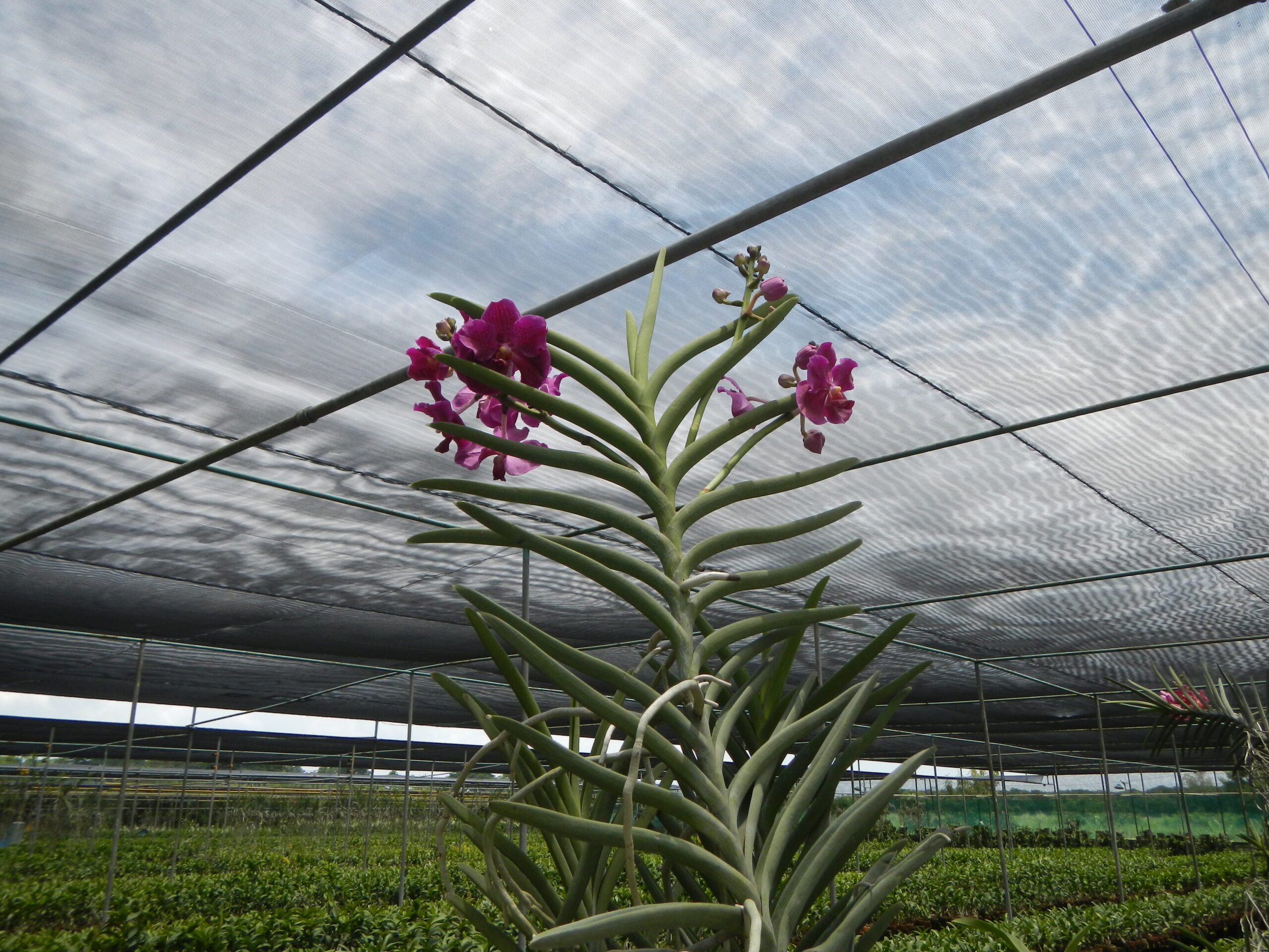 09246jfGolden Bloom Orchids Fields Views San Rafael Bulacanfvf 39