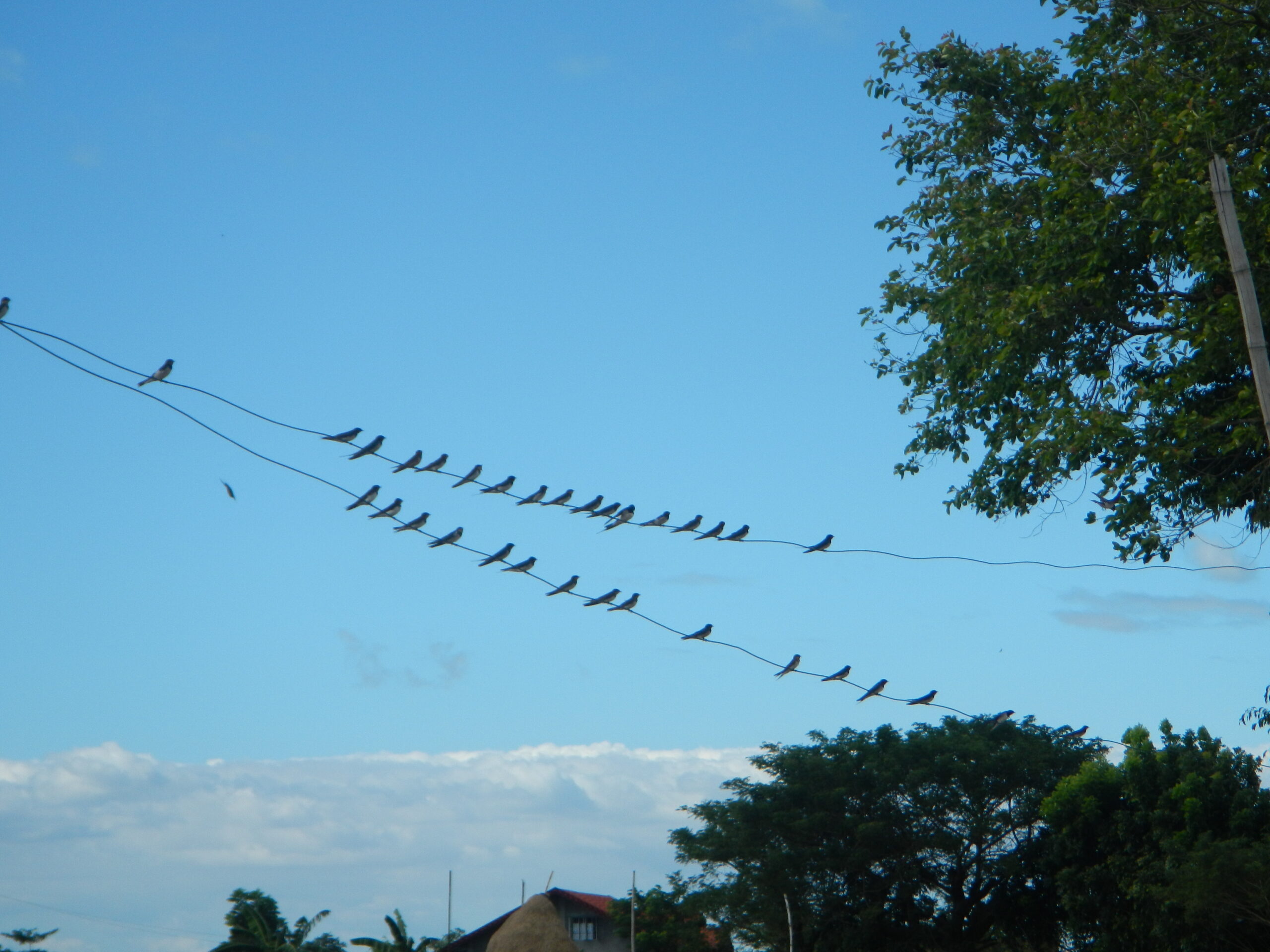 09476jfLandscapes Roads Birds Pasong Callos San Rafael Bulacanfvf 12
