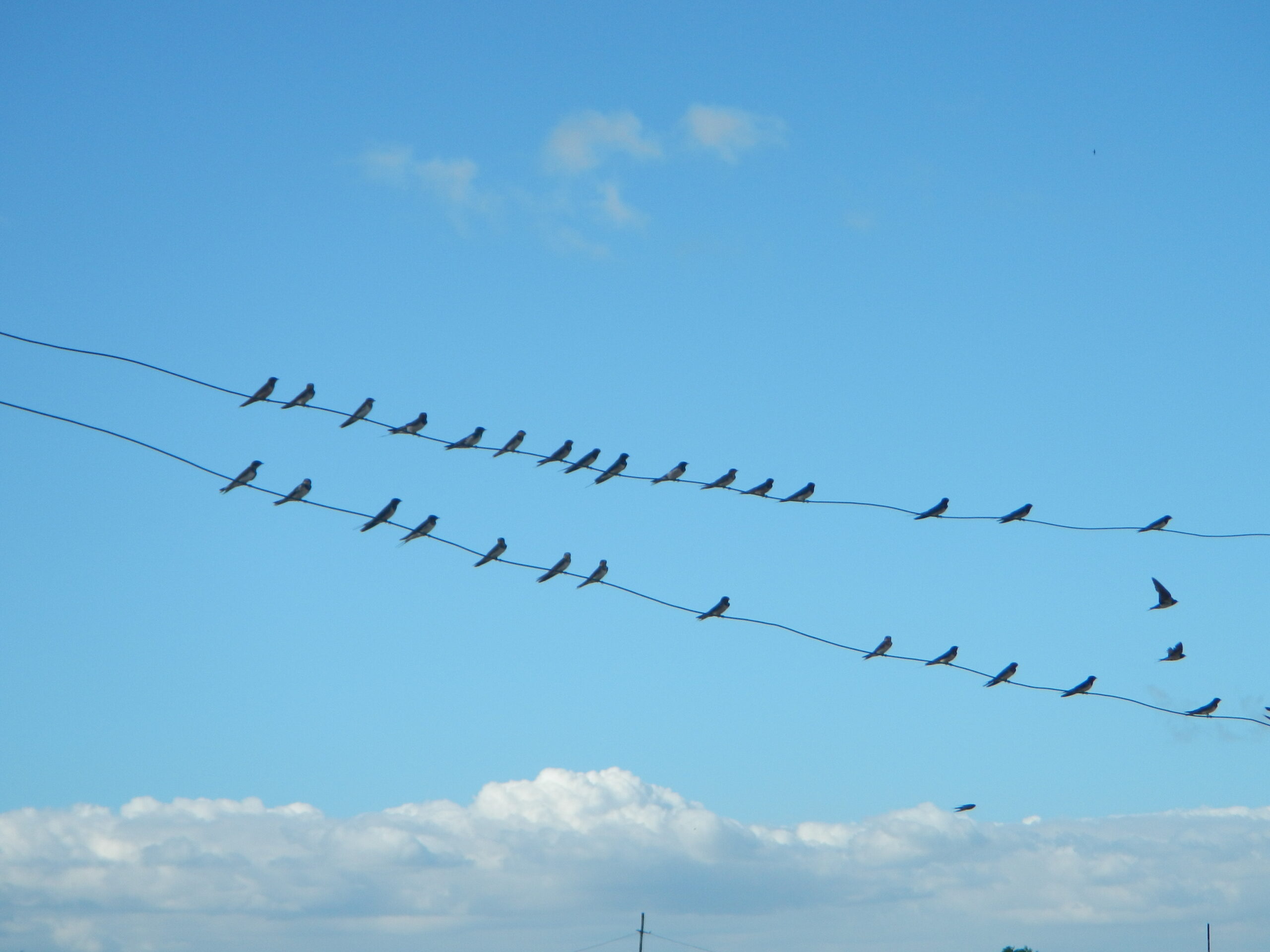 09476jfLandscapes Roads Birds Pasong Callos San Rafael Bulacanfvf 13