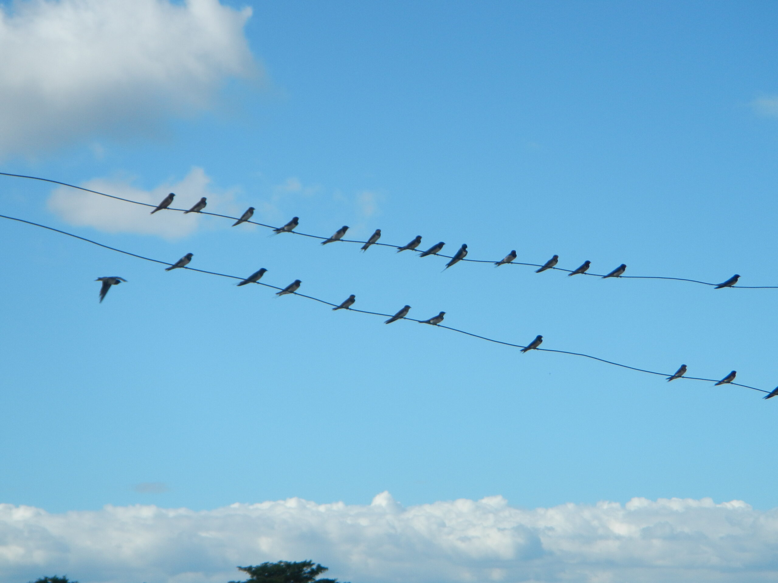 09476jfLandscapes Roads Birds Pasong Callos San Rafael Bulacanfvf 14