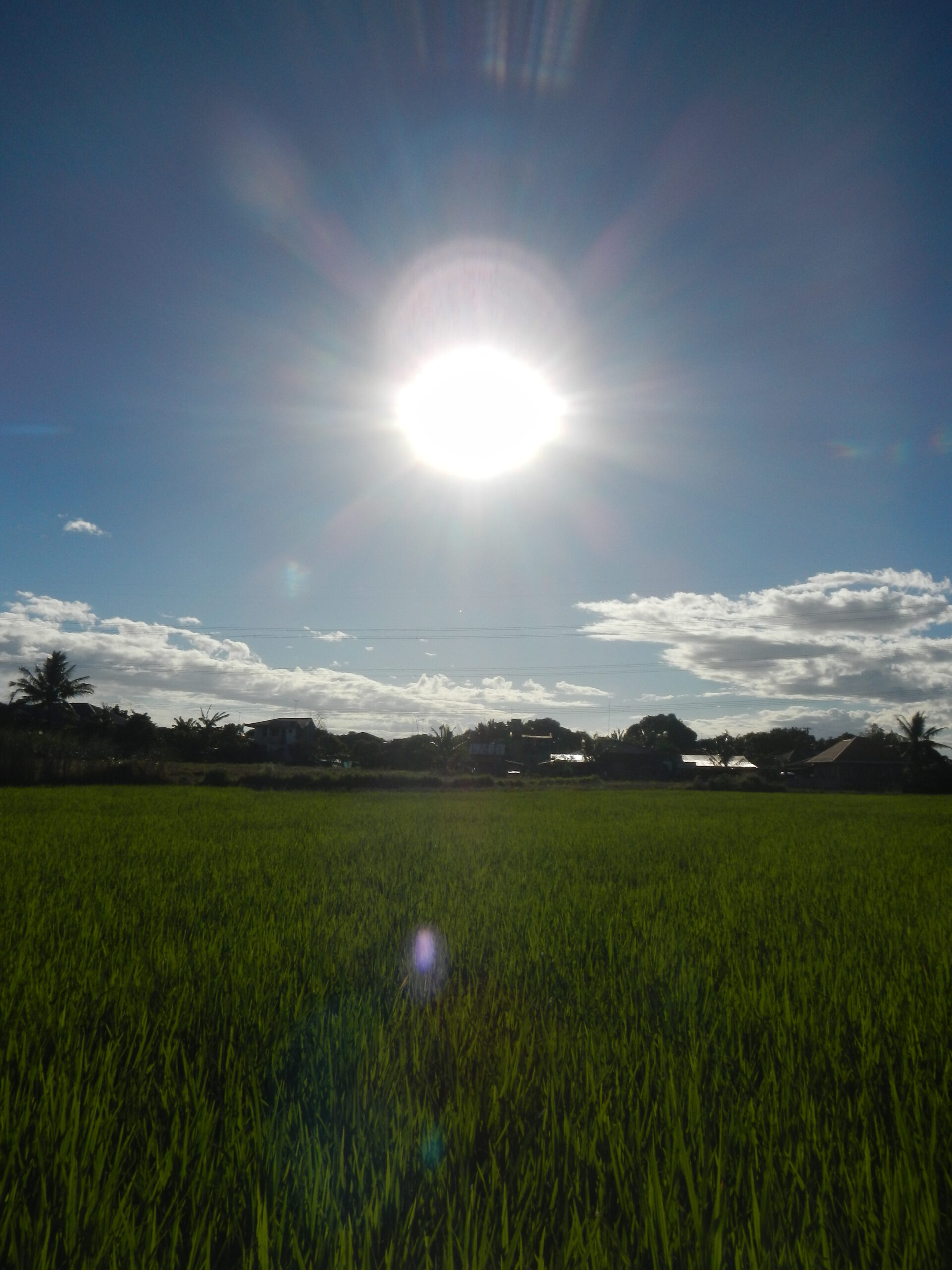 0968jfLandscapes Fields Cattle Binagbag Angat Bulacanfvf 27