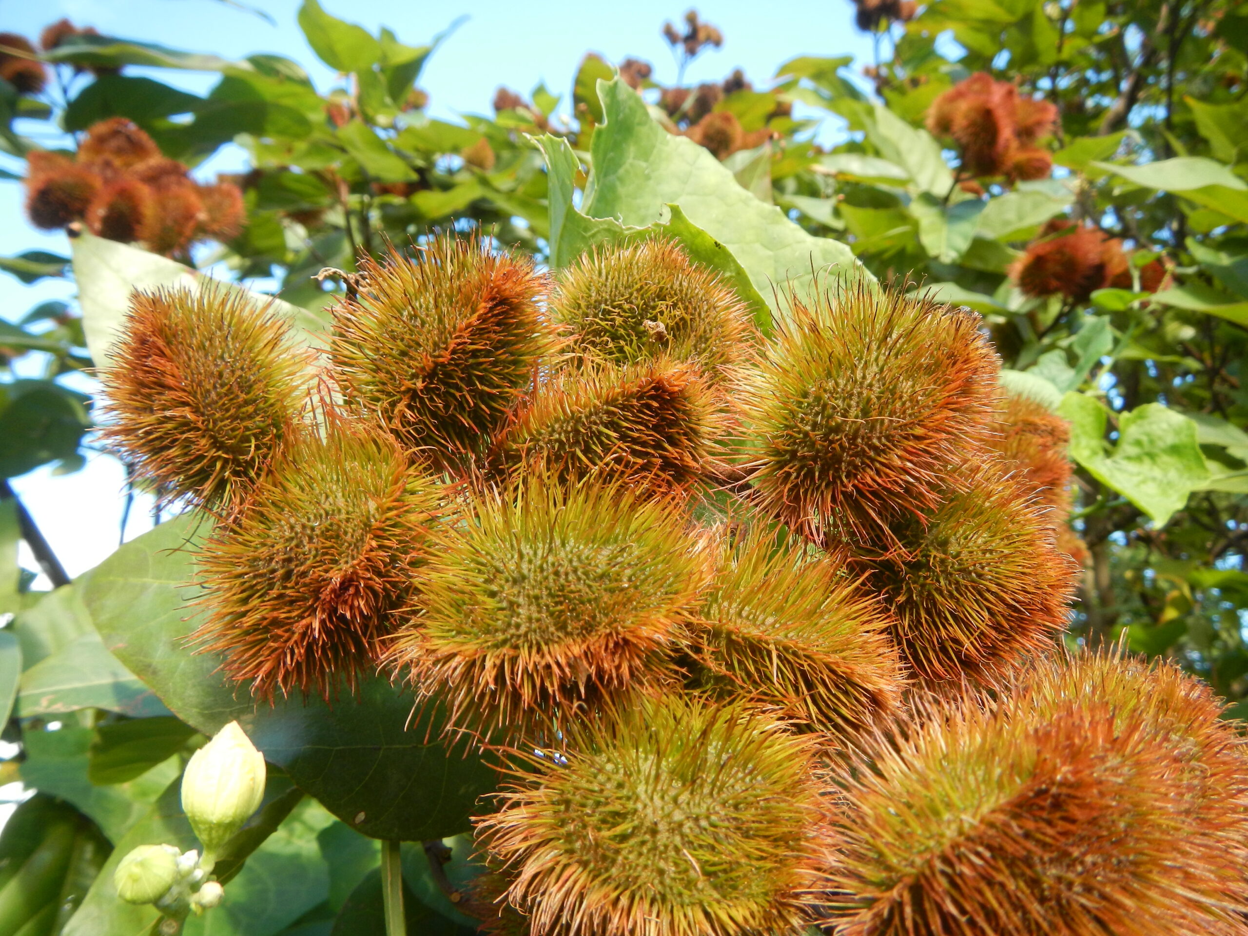 09738jfLandscapes Bixa orellana Maronquillo Roads San Rafael Bulacanfvf 34
