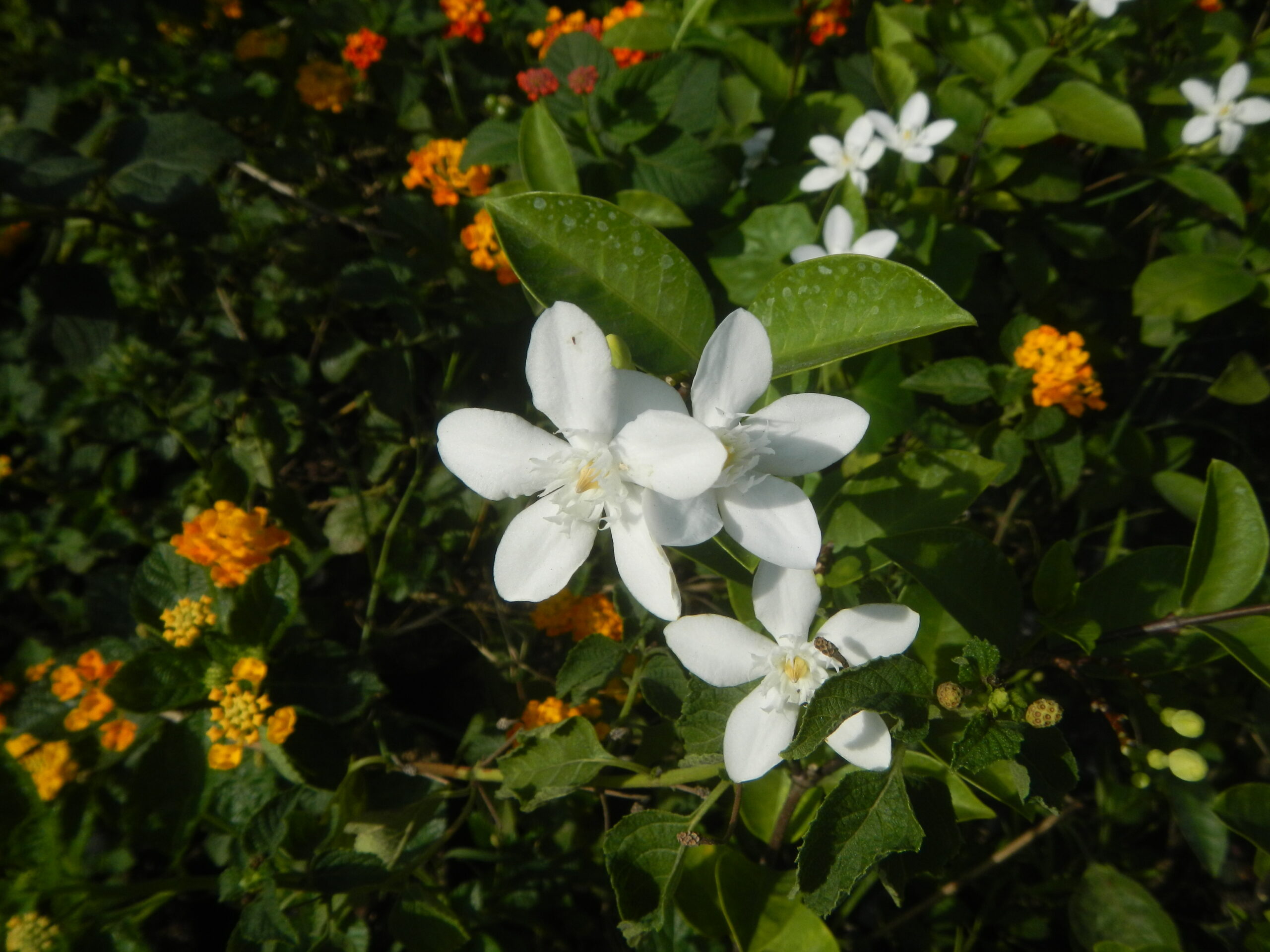 1567Garden City Flowers Guiguinto, Bulacan 03