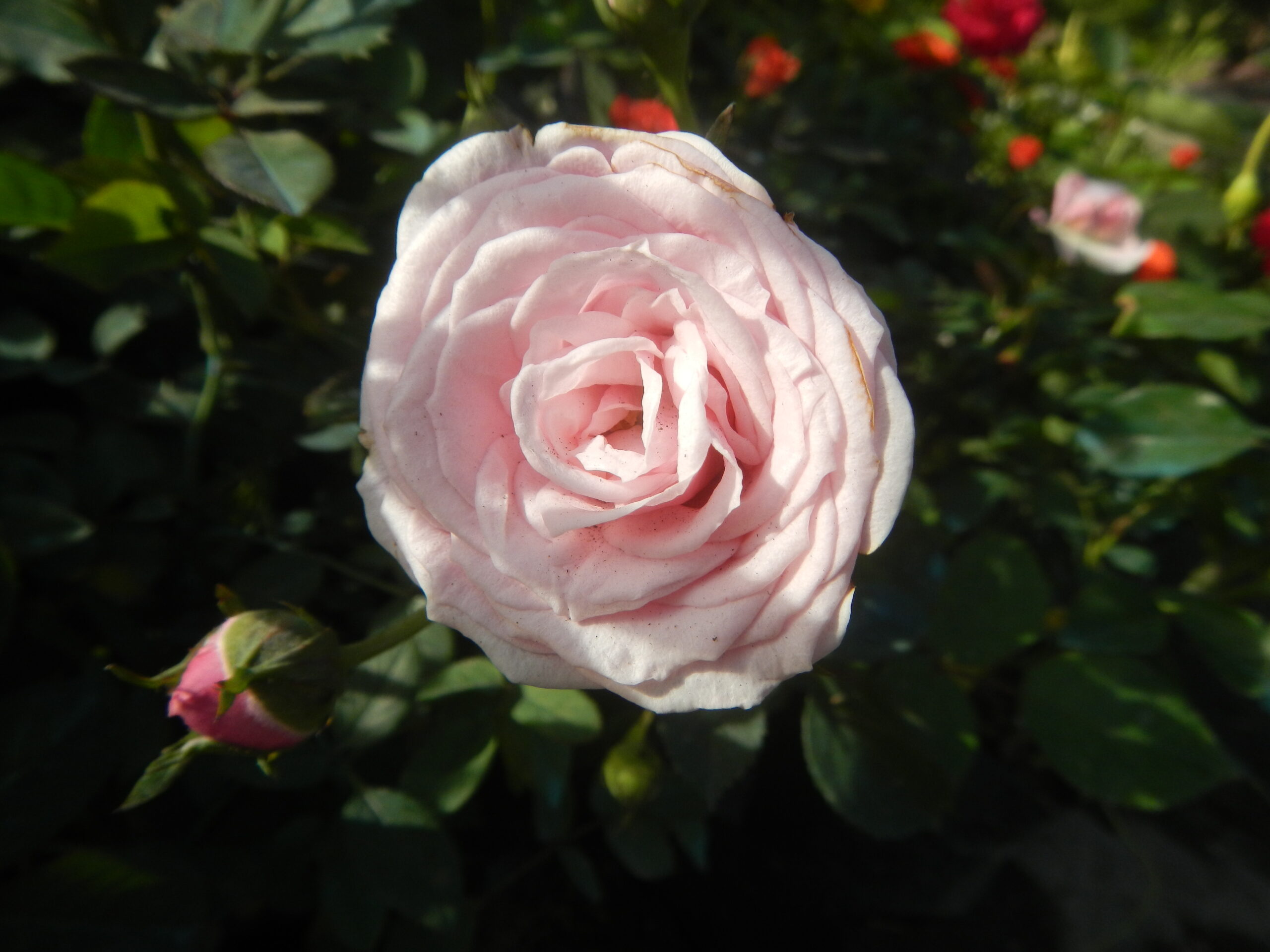 1727Garden City Flowers Guiguinto, Bulacan 38