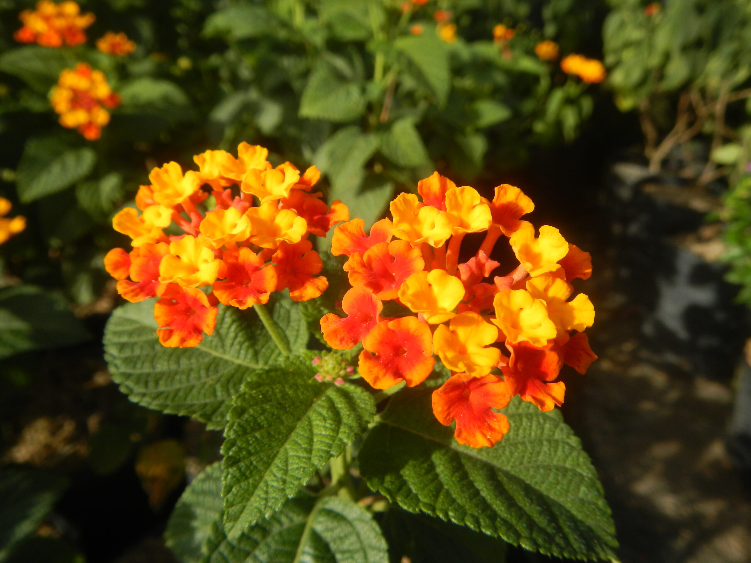 1727Garden City Flowers Guiguinto, Bulacan 44