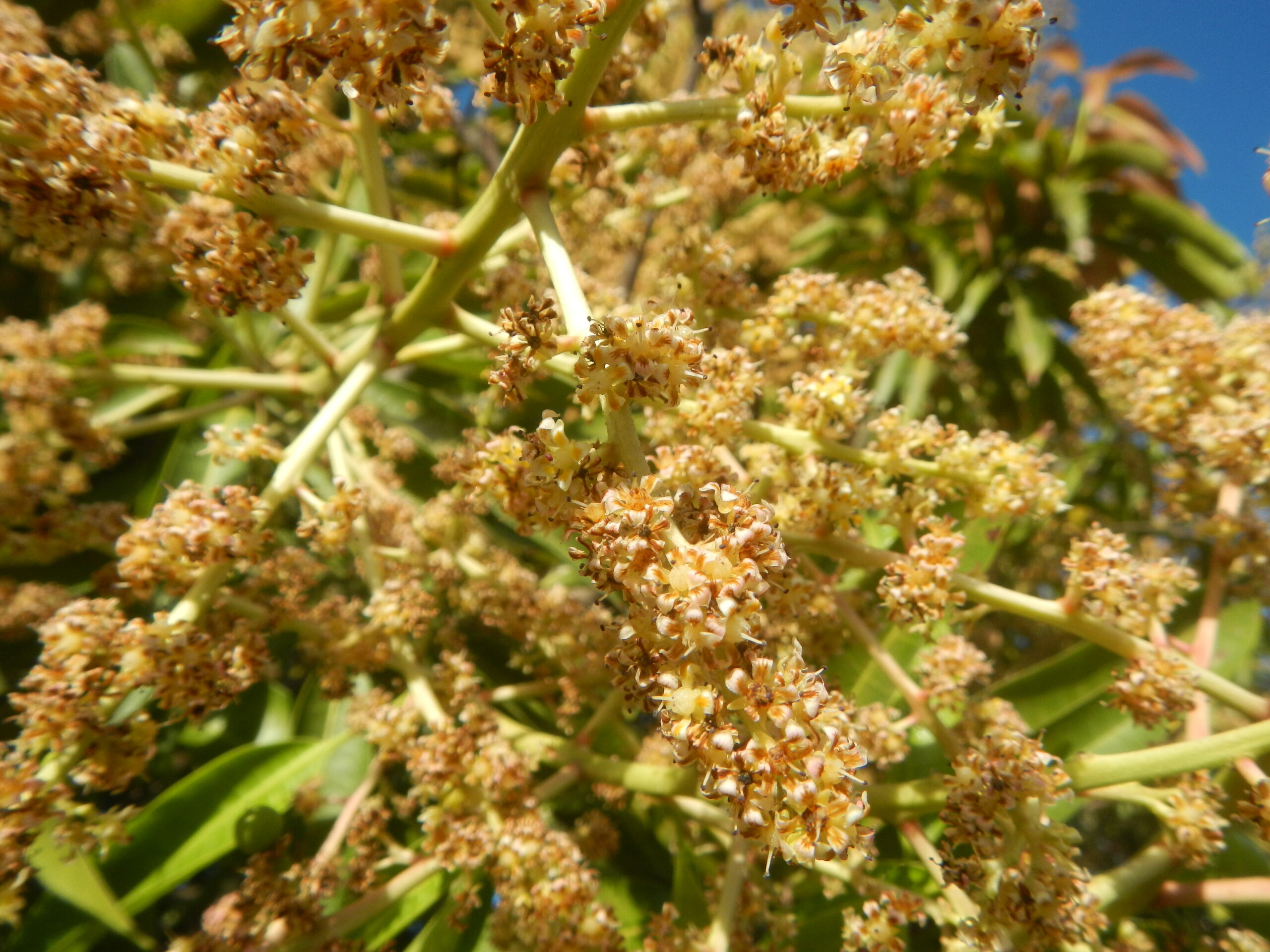 1897Mango flowers in the Philippines 03