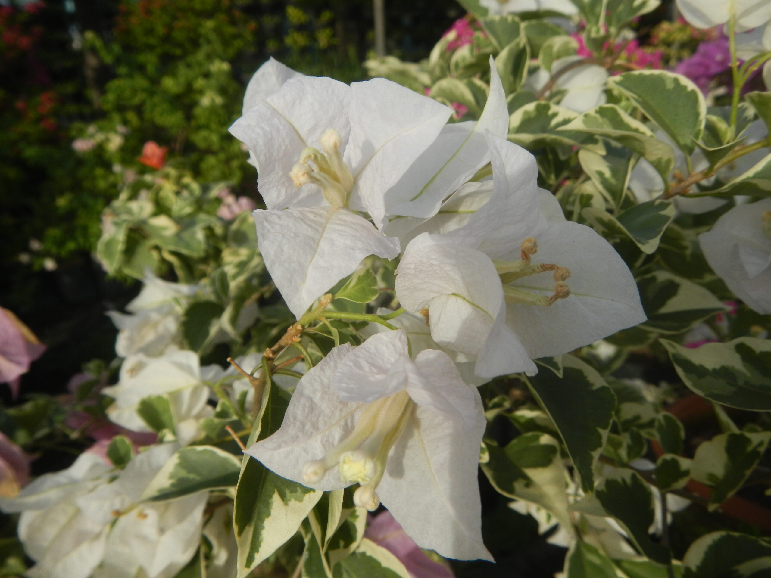 1939Garden City Flowers Guiguinto, Bulacan 30