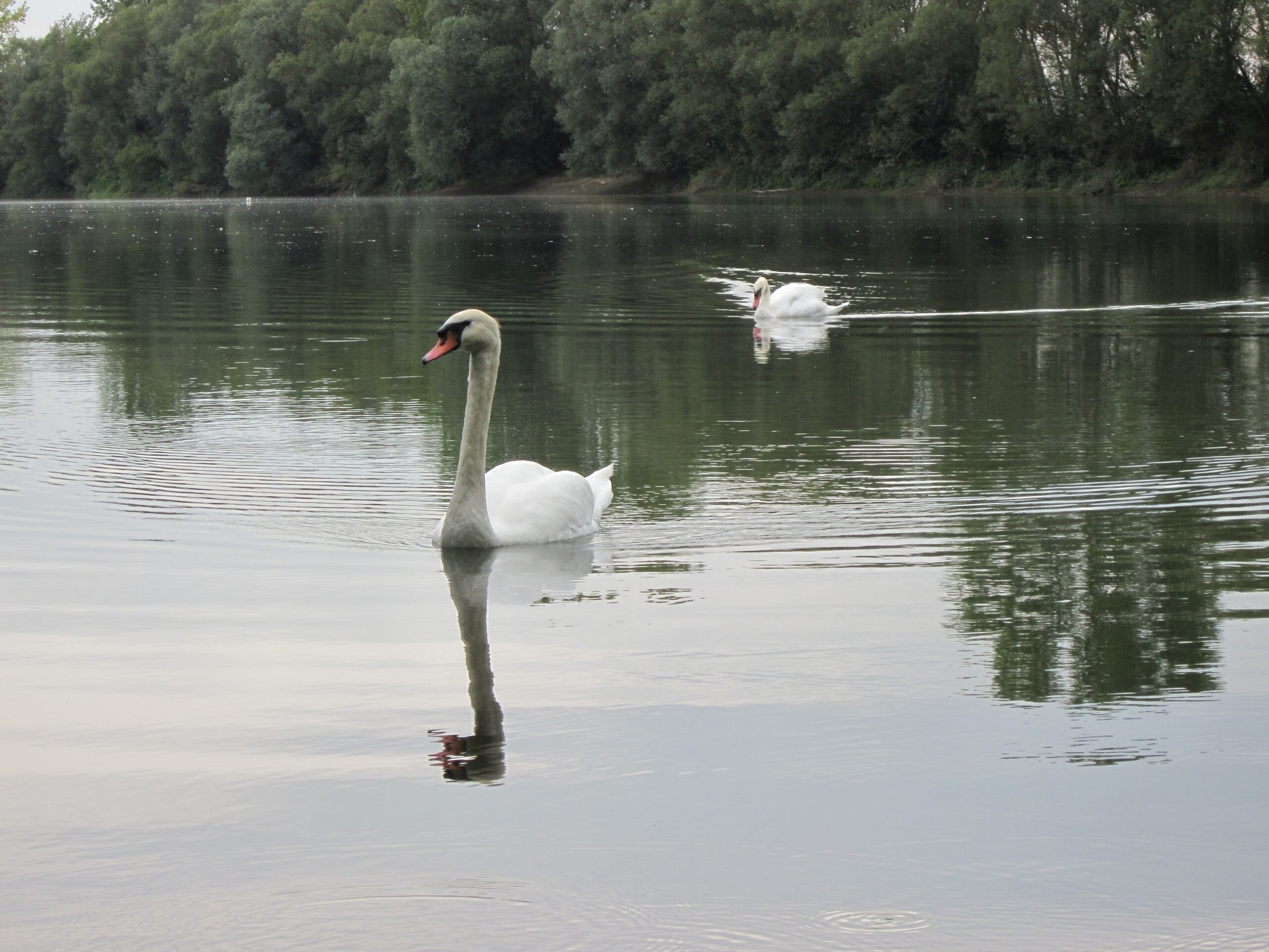 20120923Rheinauenwald Altlussheim18