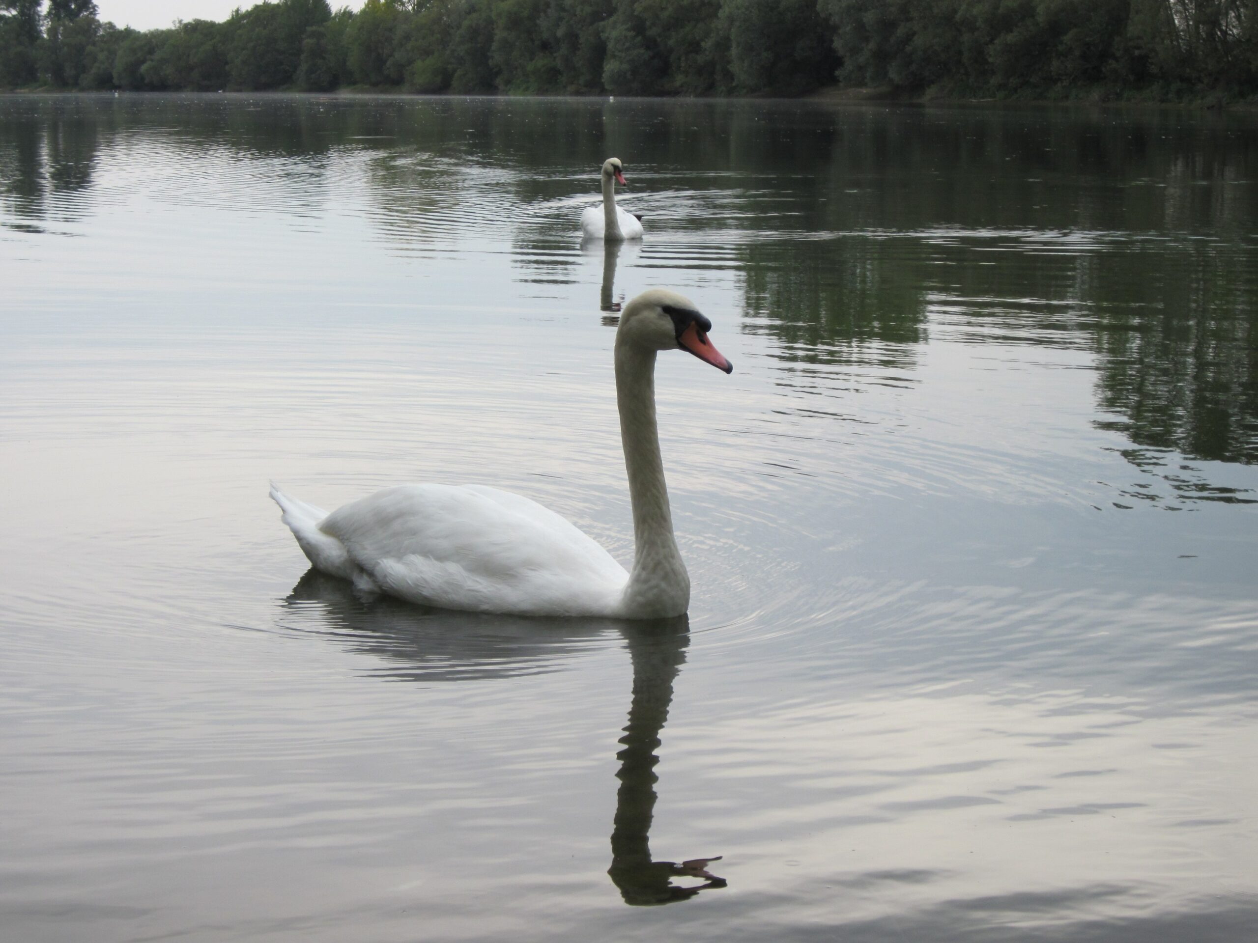 20120923Rheinauenwald Altlussheim19