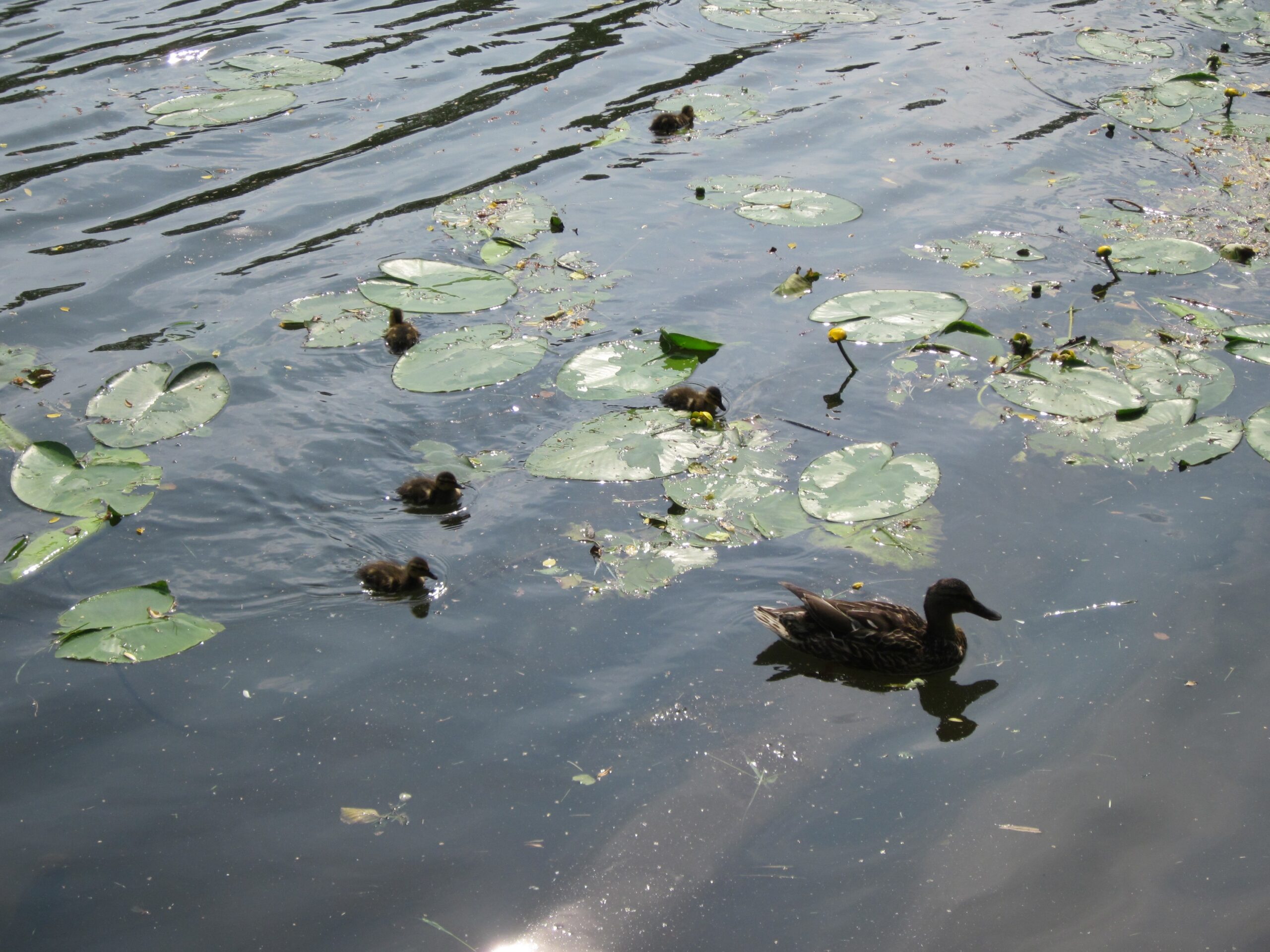 20130718Seerose Saarbruecken4