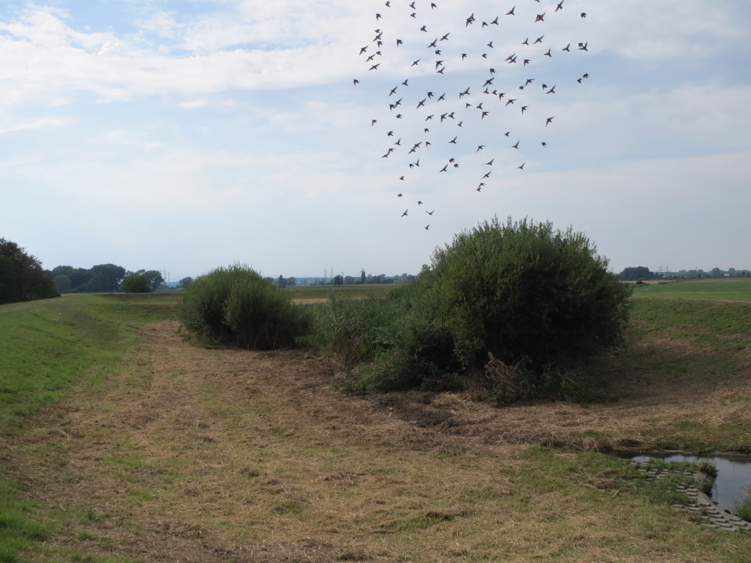 20130823Rueckhaltebecken Hockenheim1