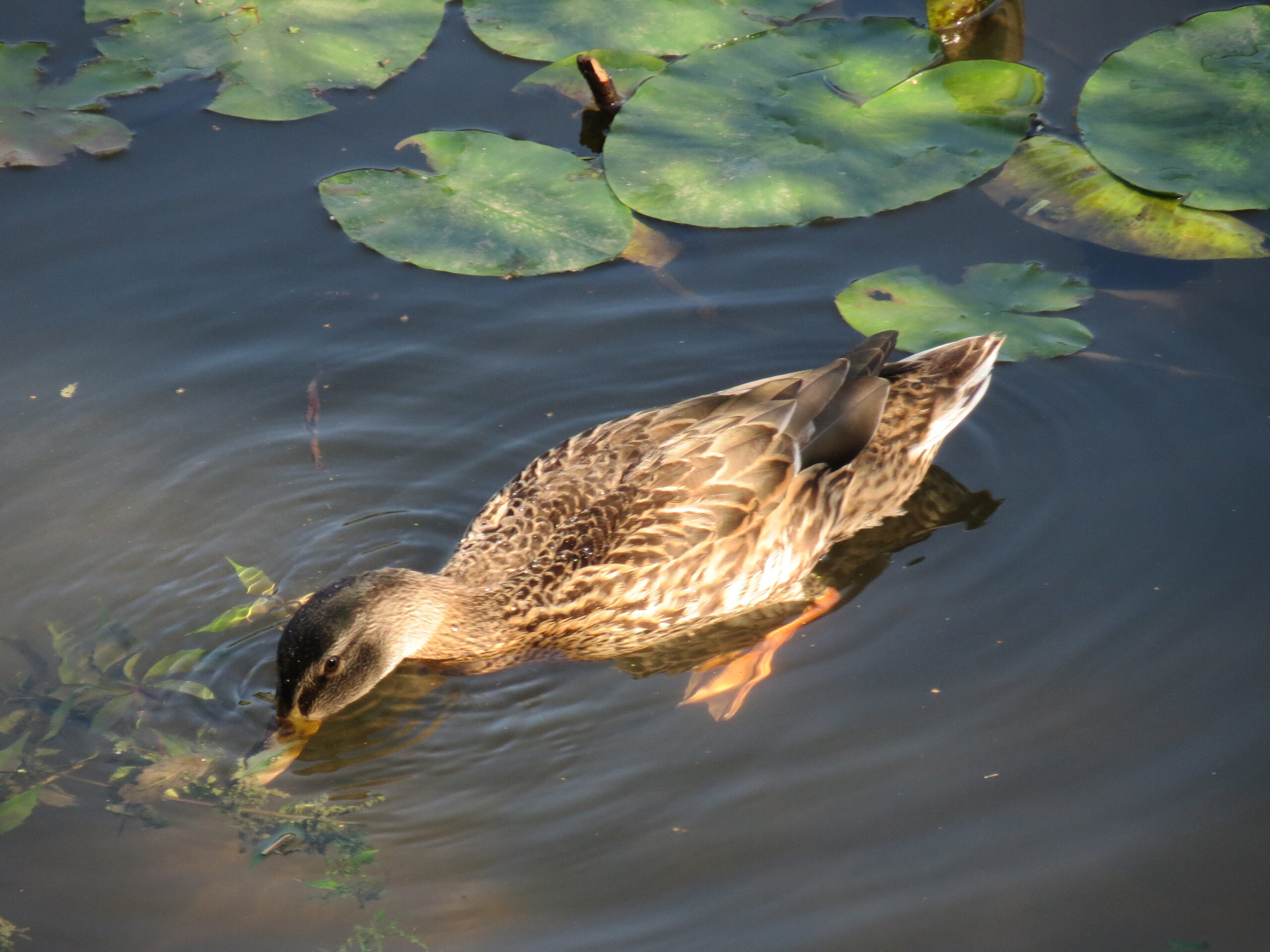 20130903Anas platyrhynchos