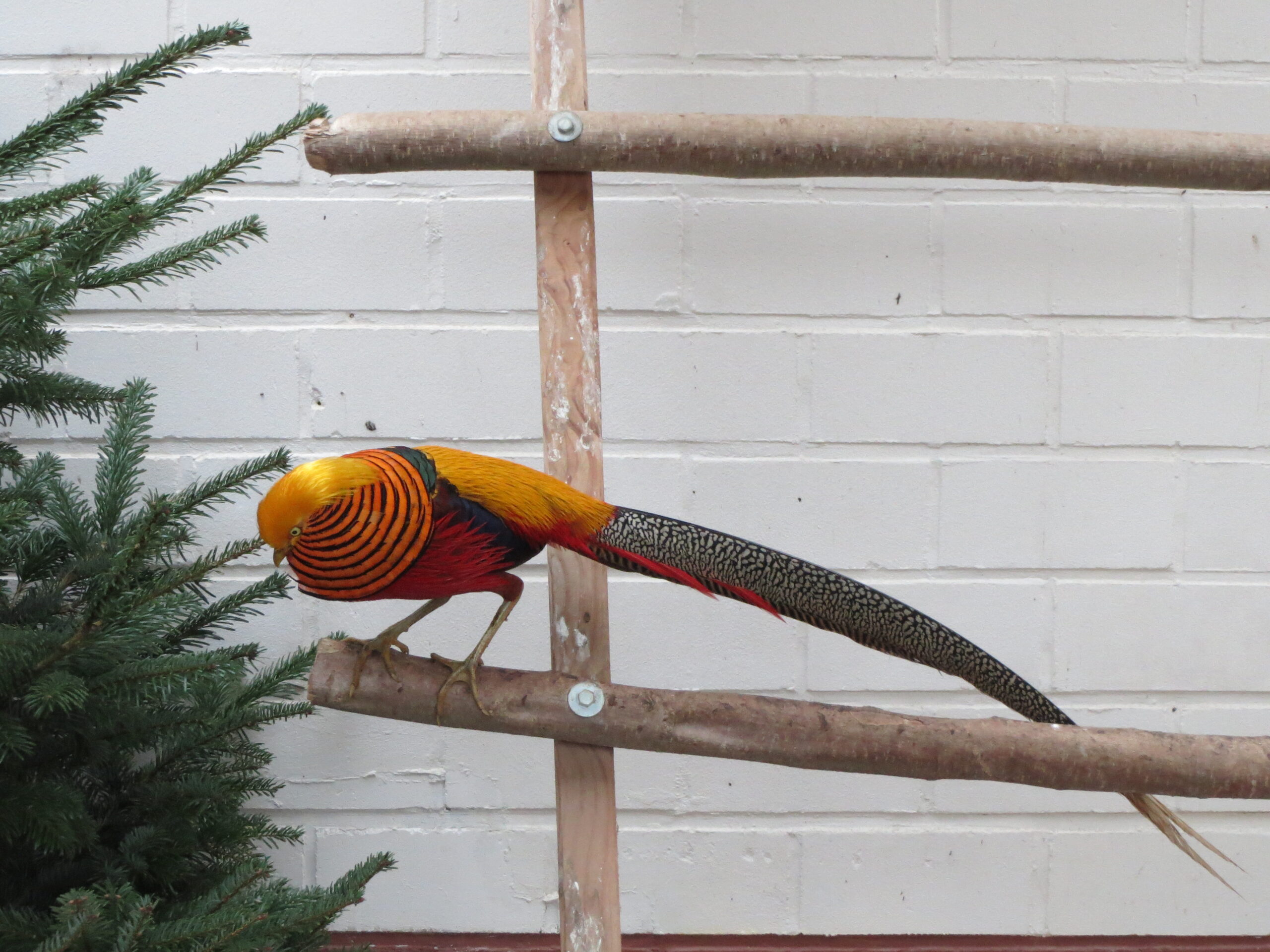 20140105Chrysolophus pictus
