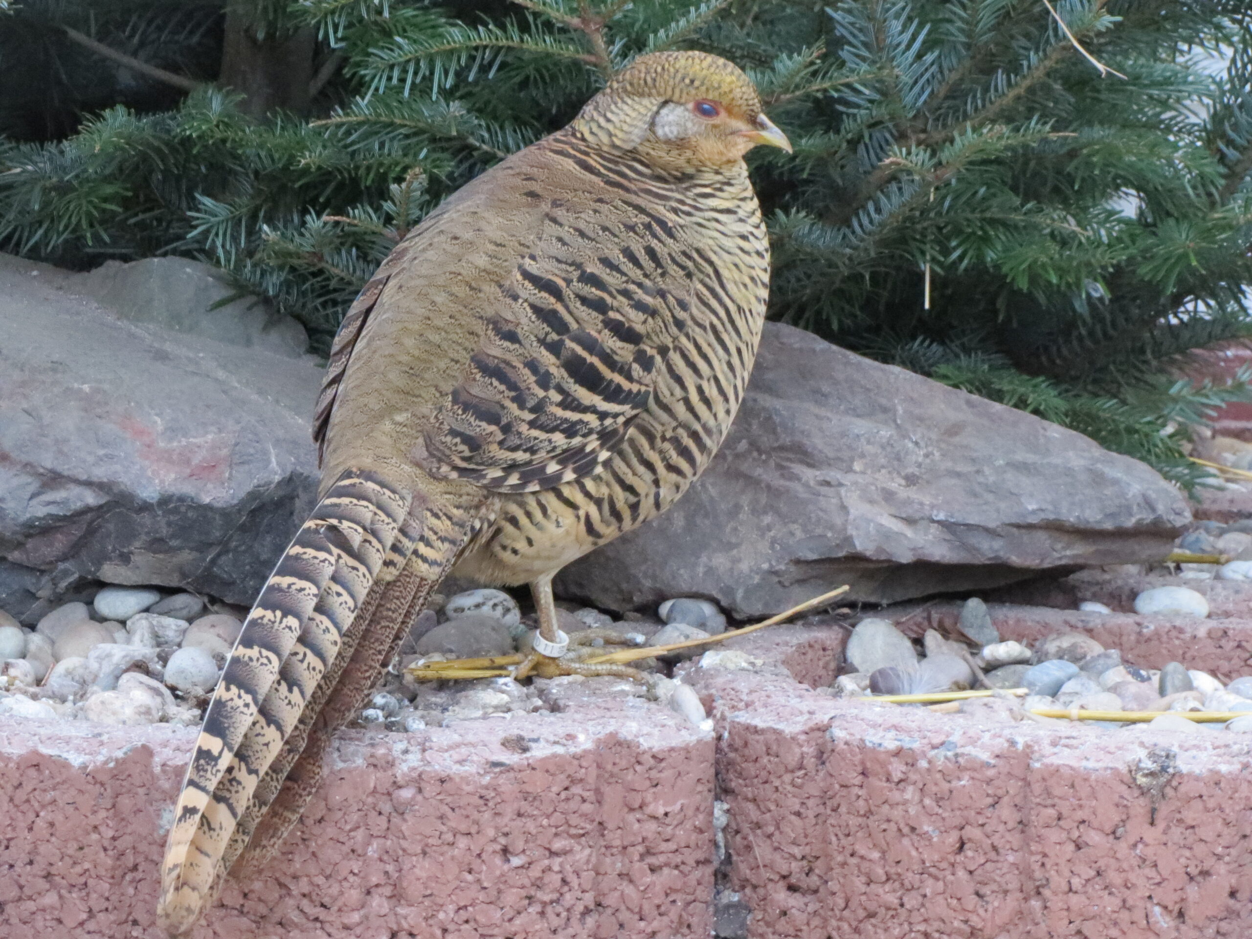 20140105Chrysolophus pictus1