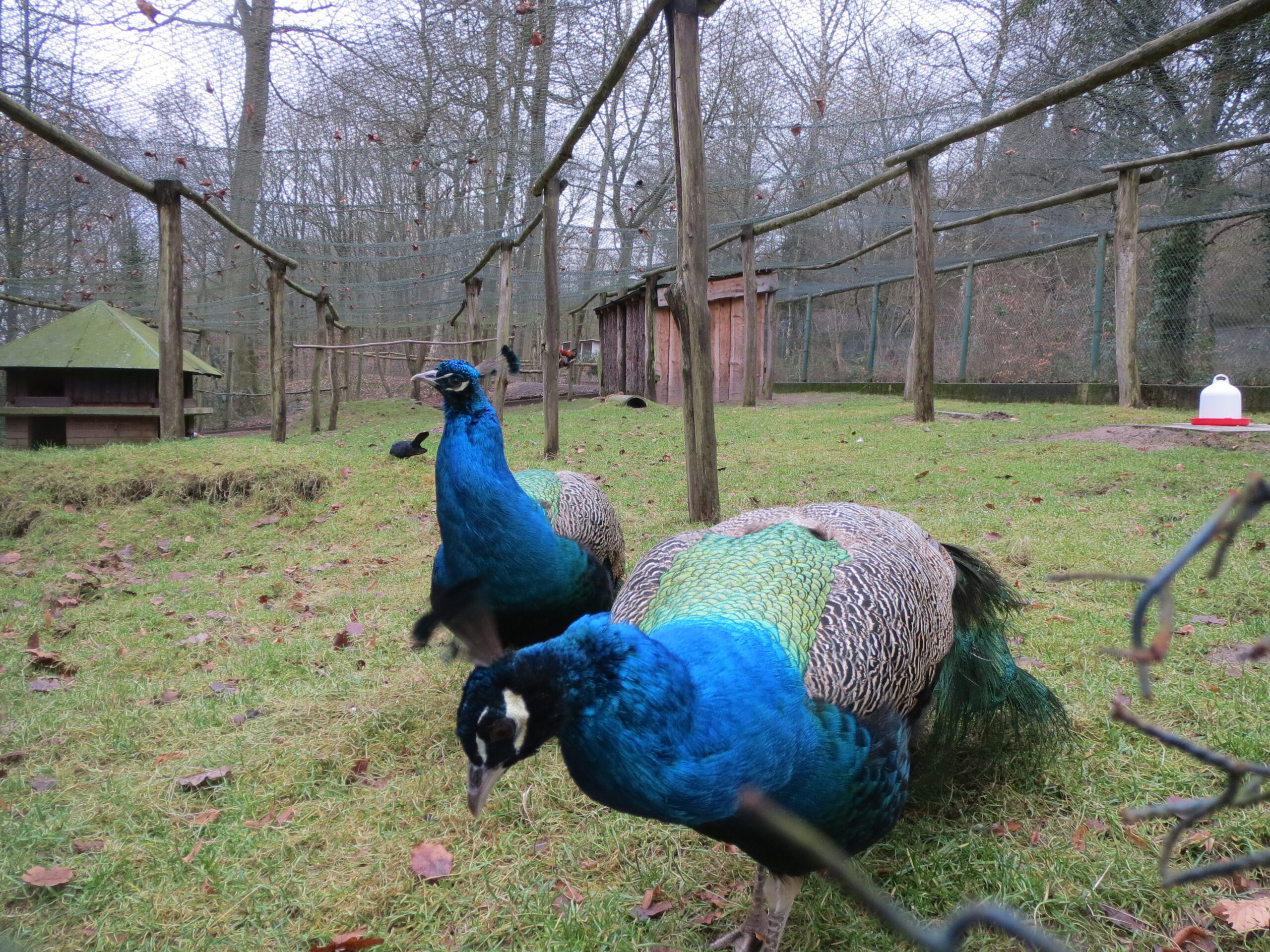 20140105Pavo cristatus2