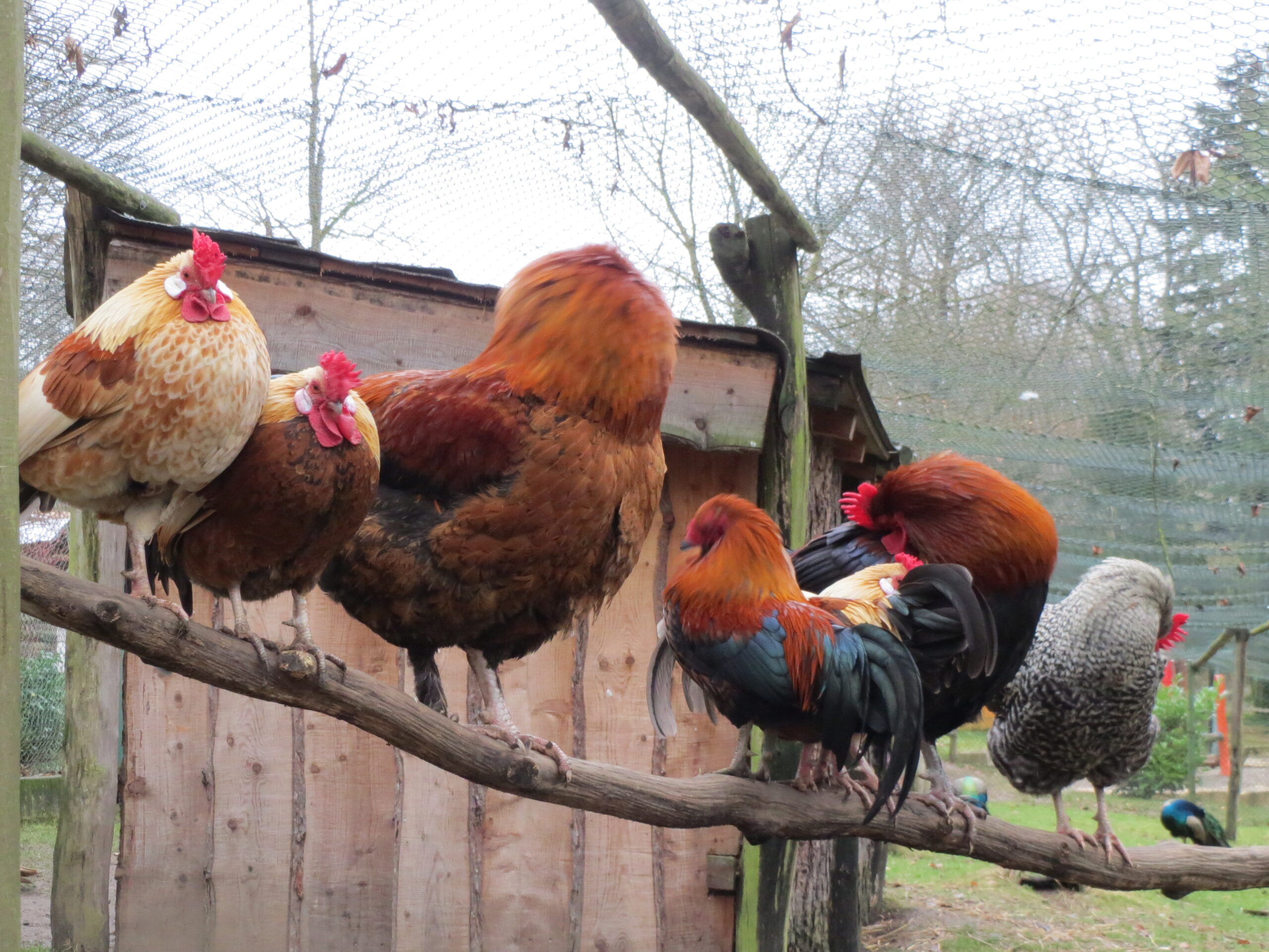 20140105Wildpark Saarbruecken08