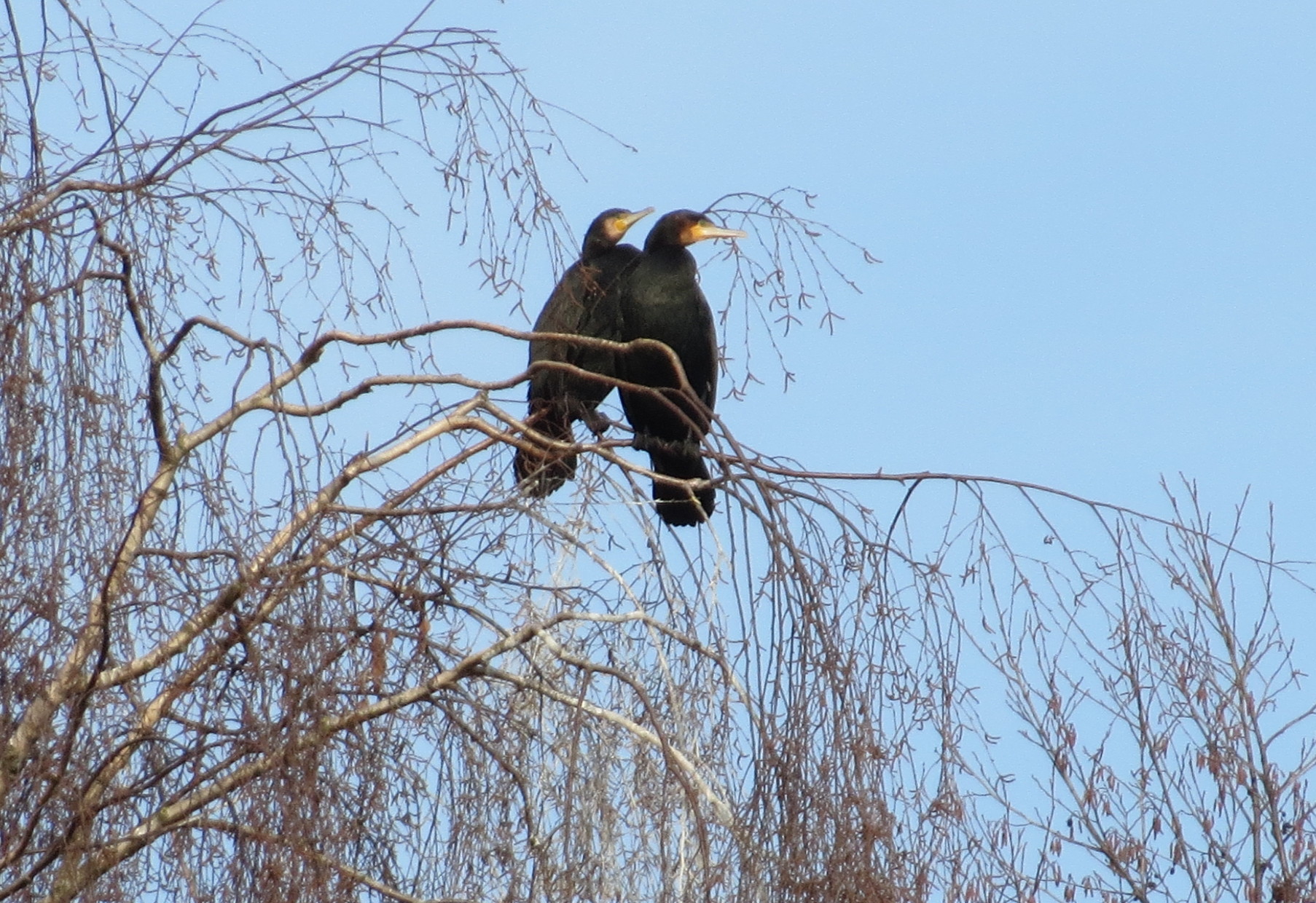 20150118Phalacrocorax carbo